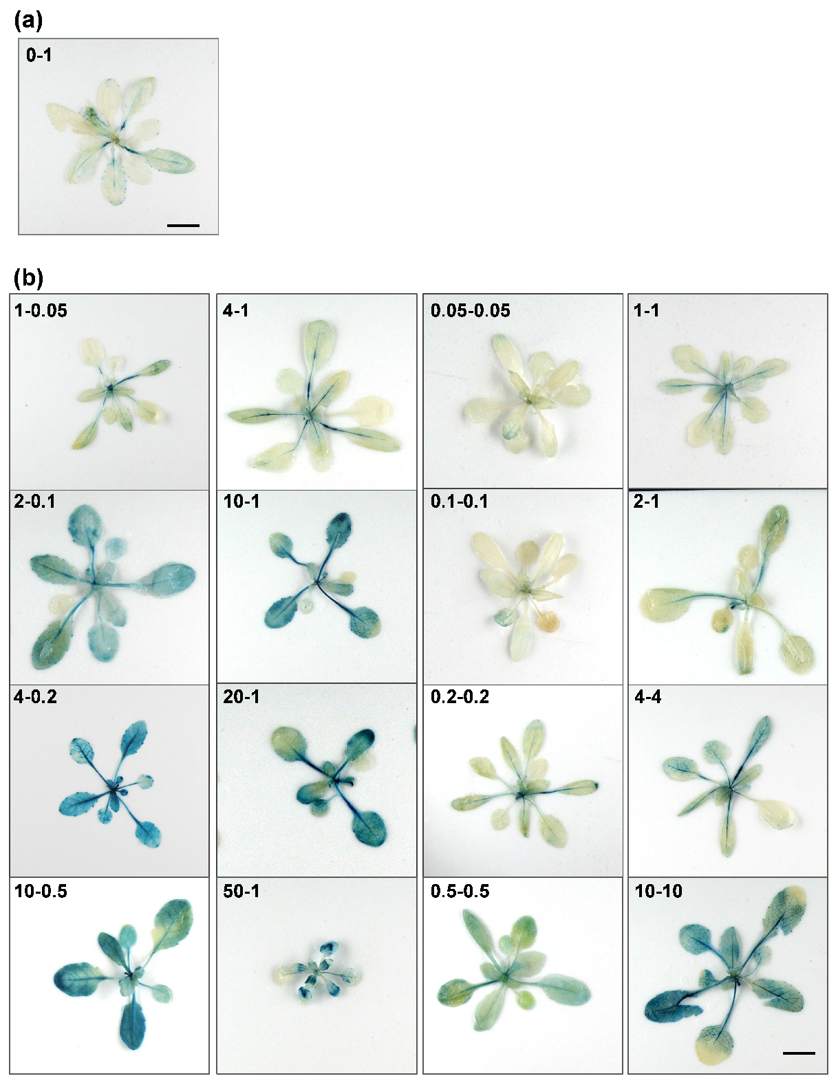 Plants 09 00501 g005