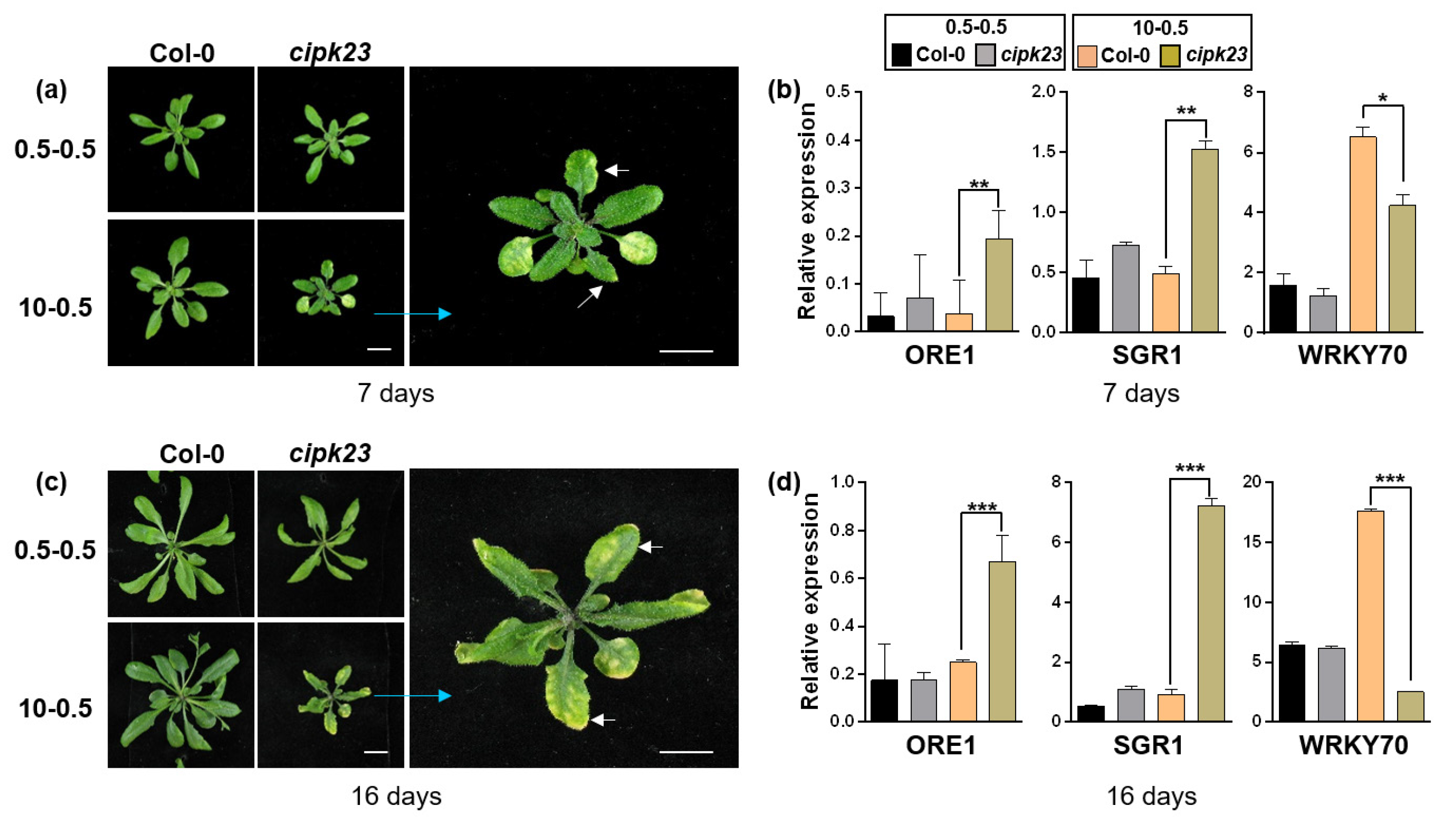 Plants 09 00501 g008