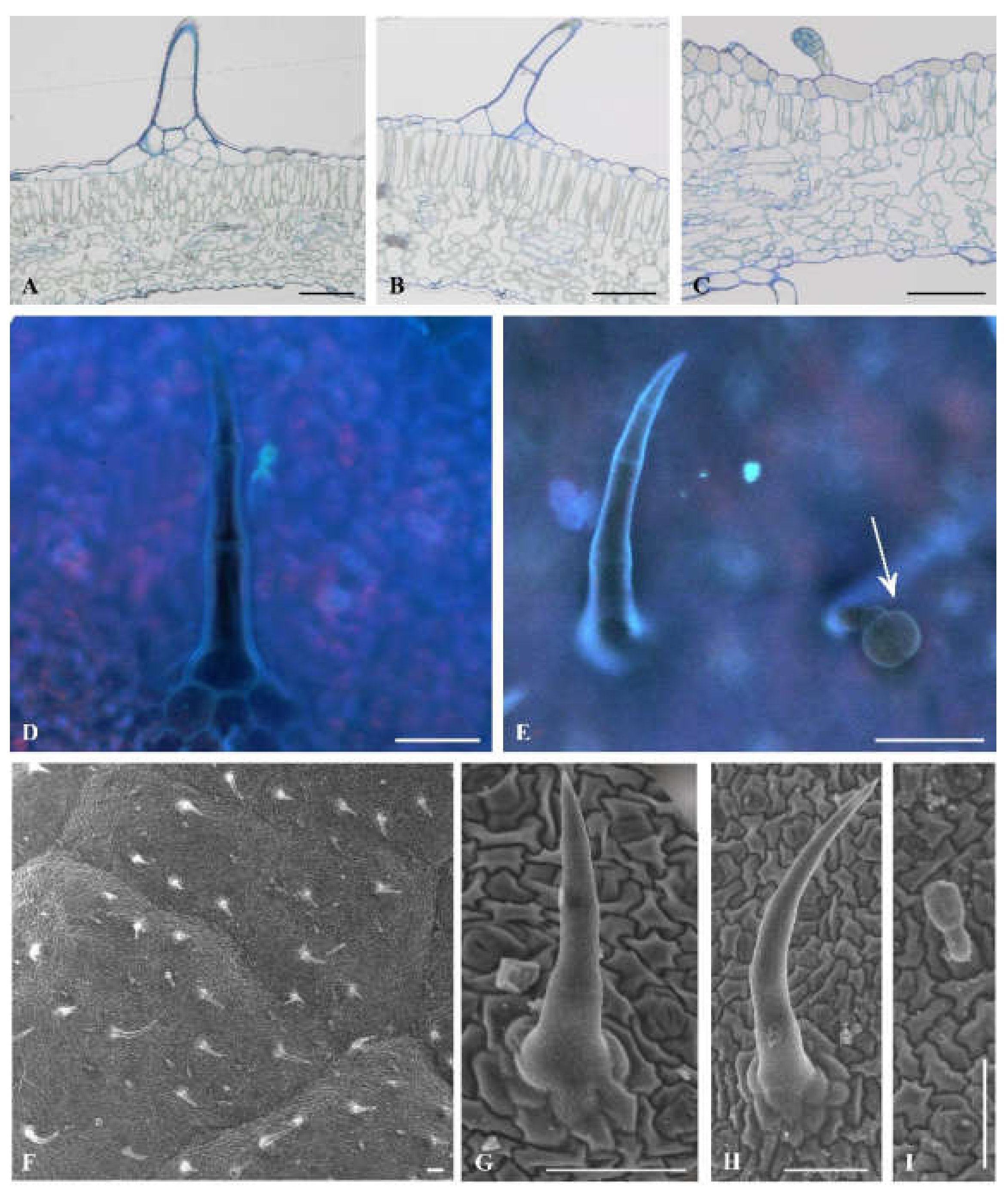 Plants 09 00504 g003