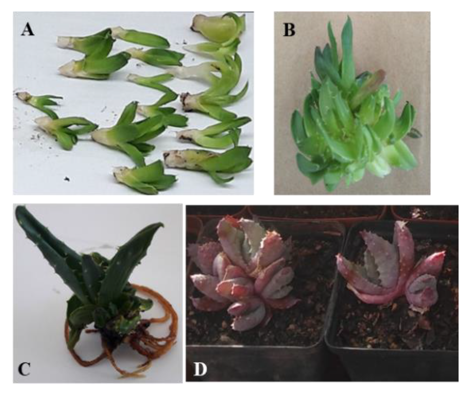 Plants 09 00506 g001