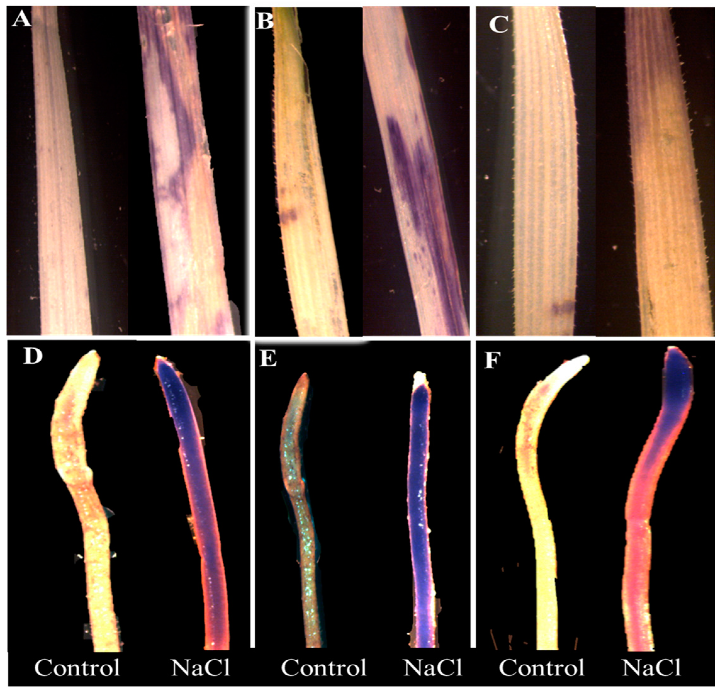 Plants 09 00519 g002