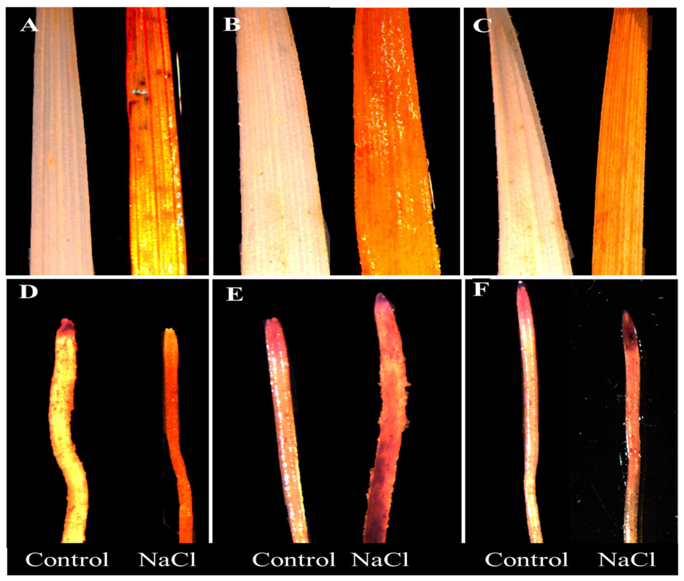 Plants 09 00519 g003