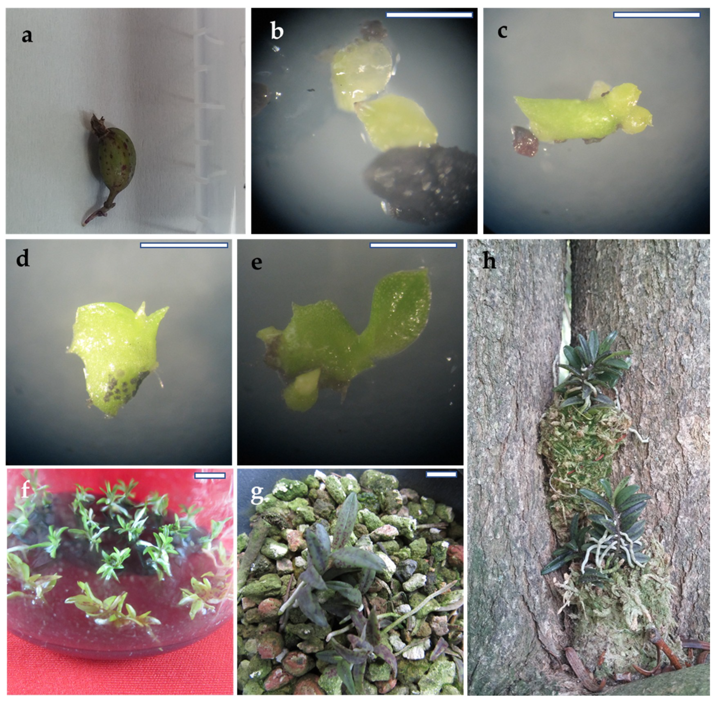 Plants 09 00524 g001