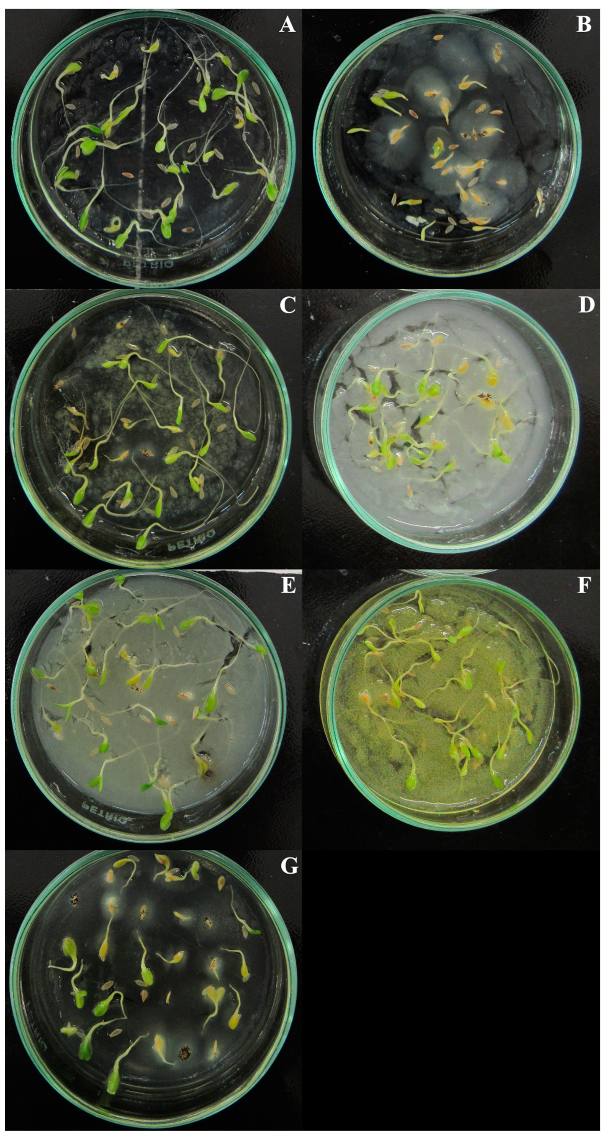 Plants 09 00533 g001