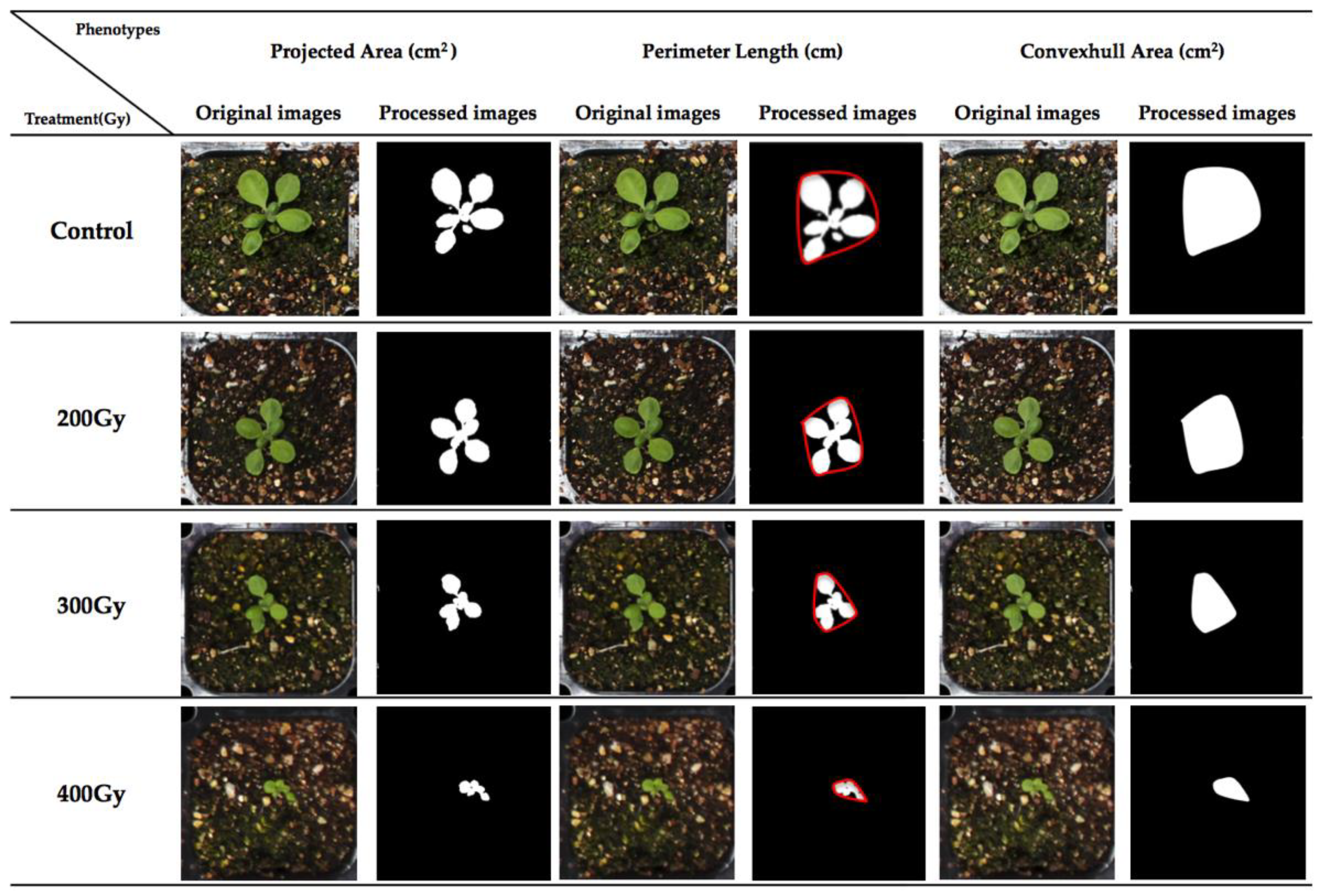 Plants 09 00557 g001