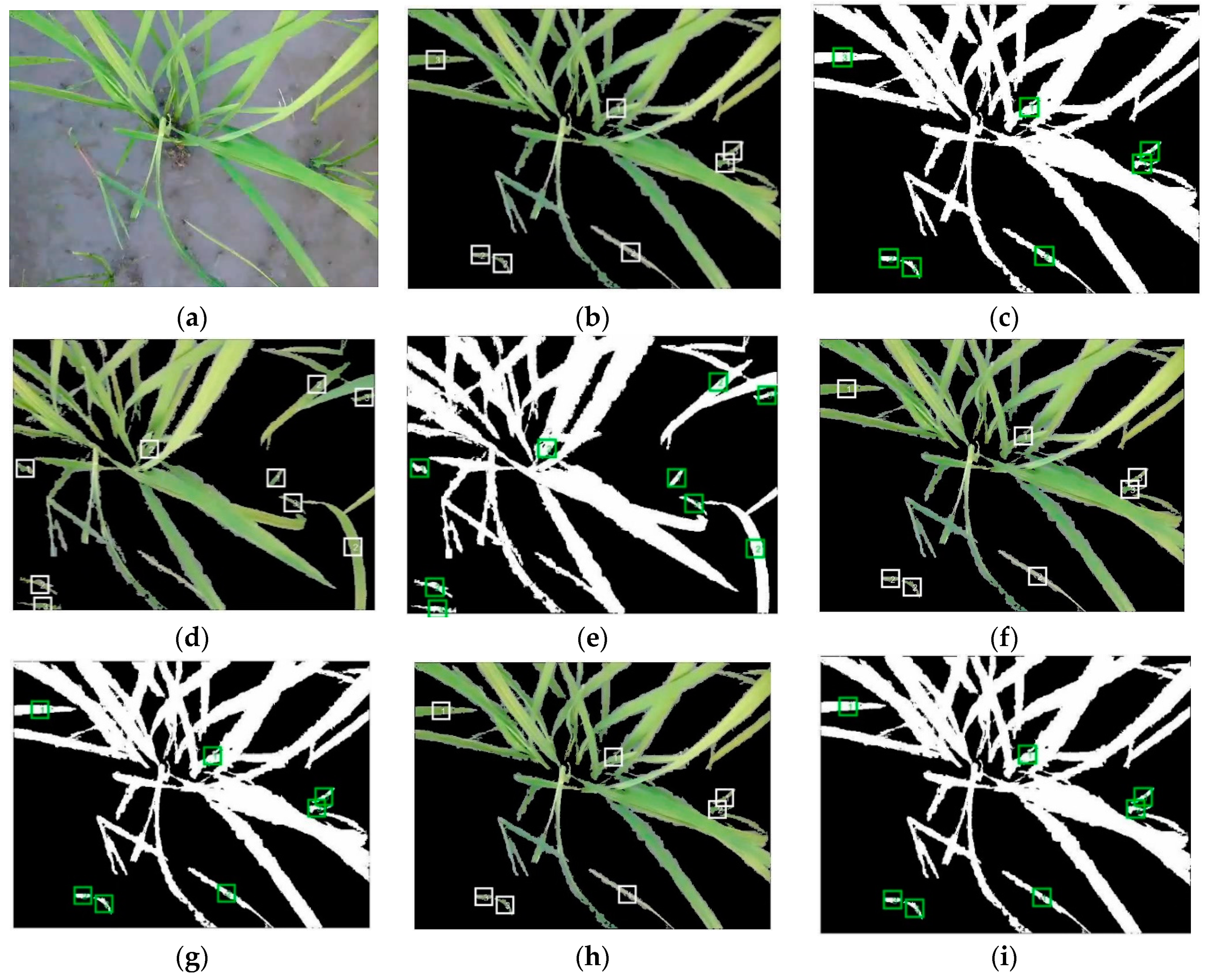 Plants 09 00559 g005