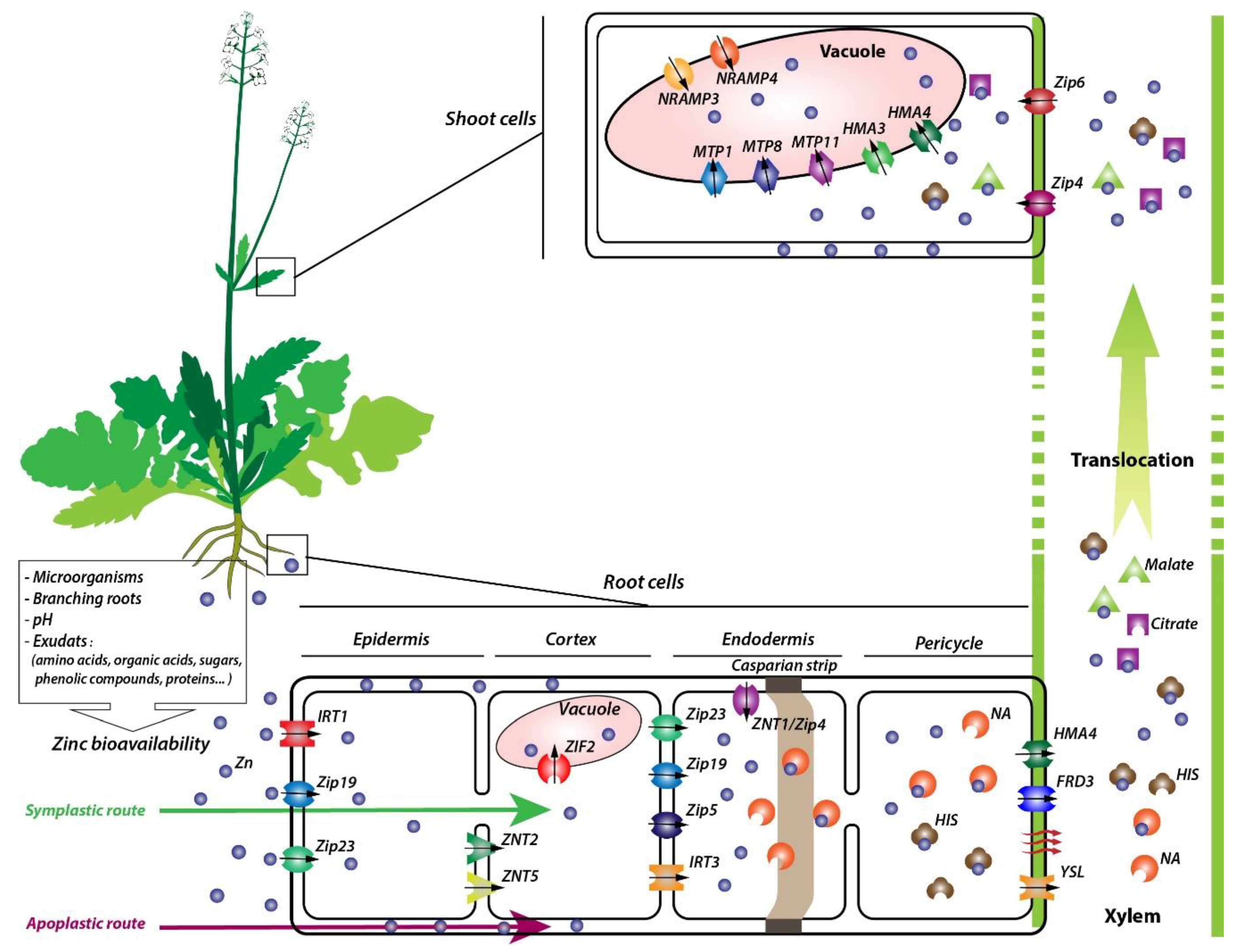 Plants 09 00562 g001