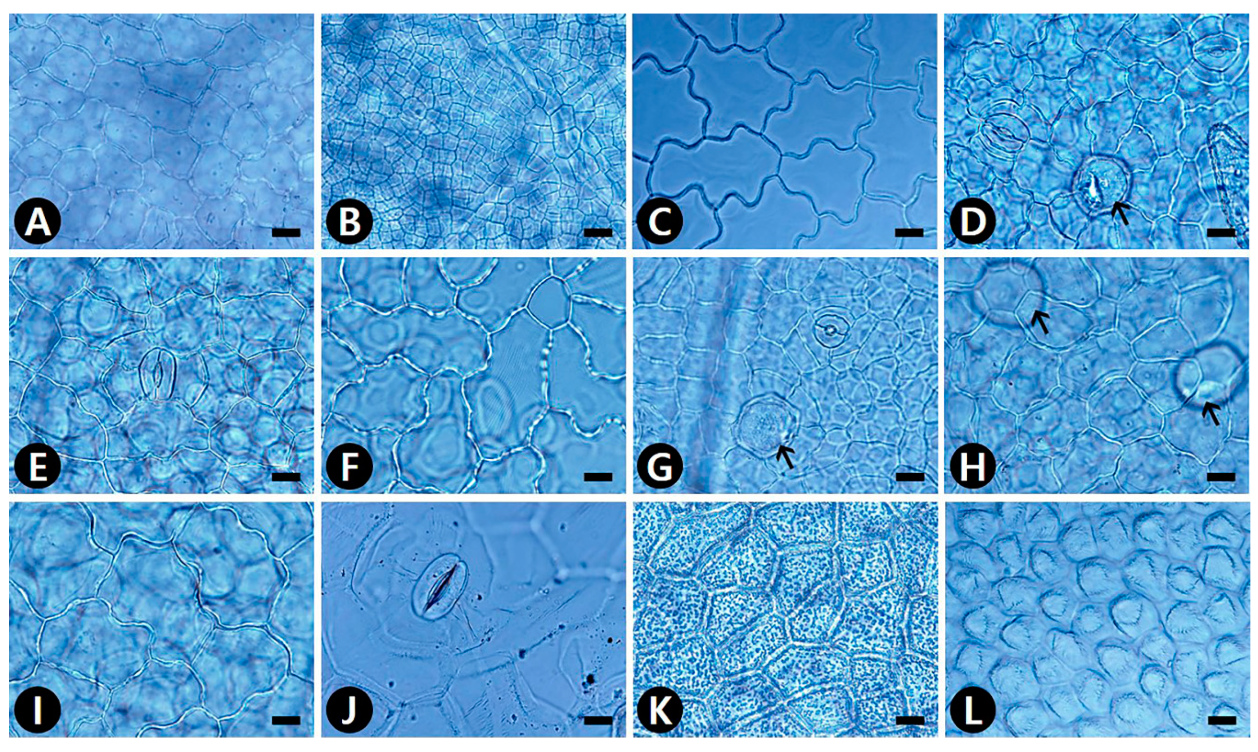 Plants 09 00566 g001