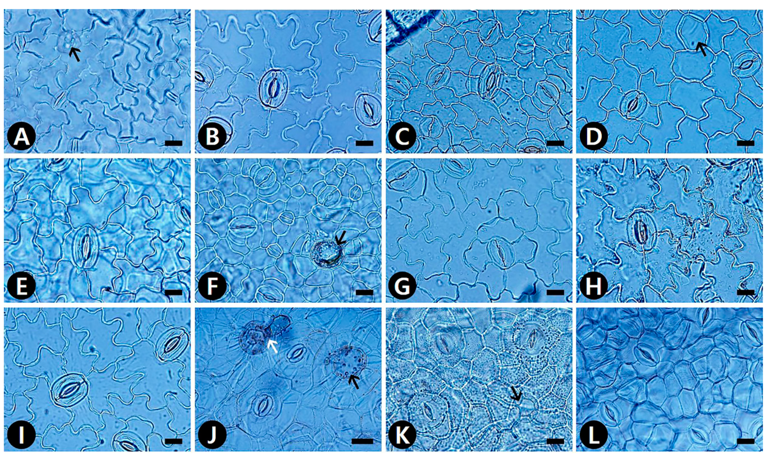 Plants 09 00566 g002