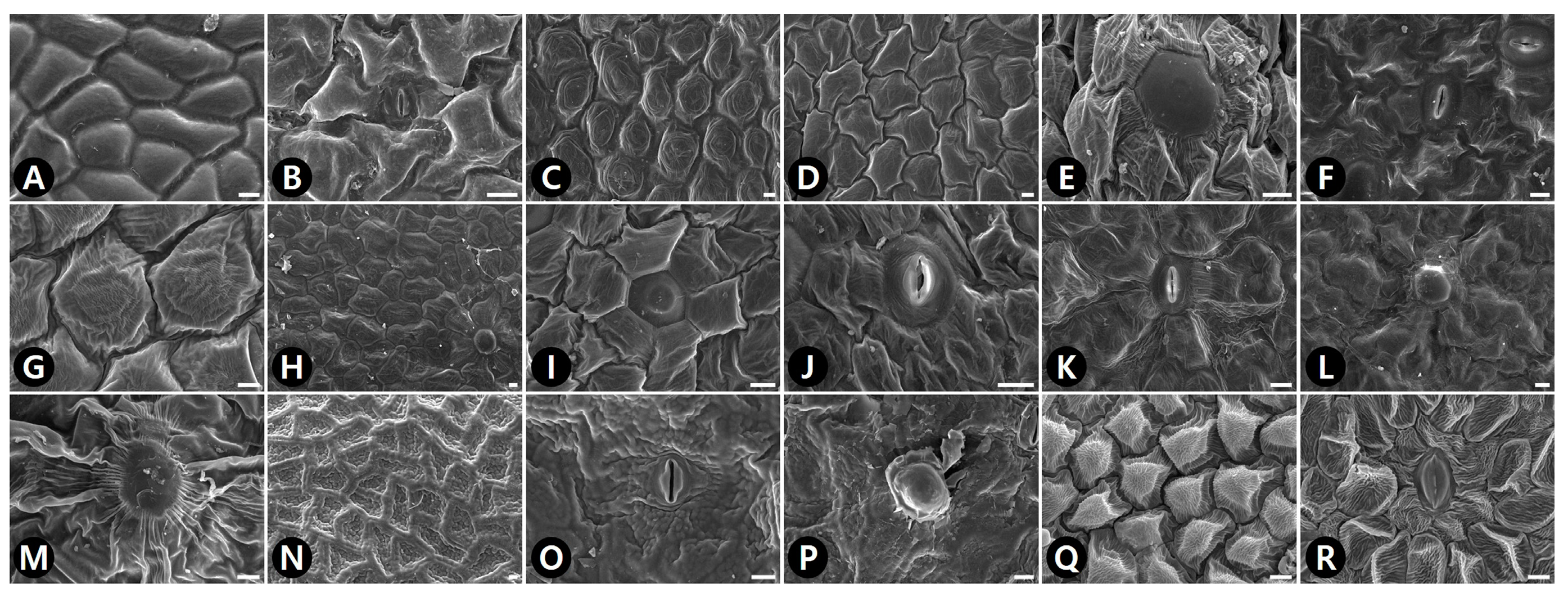 Plants 09 00566 g003