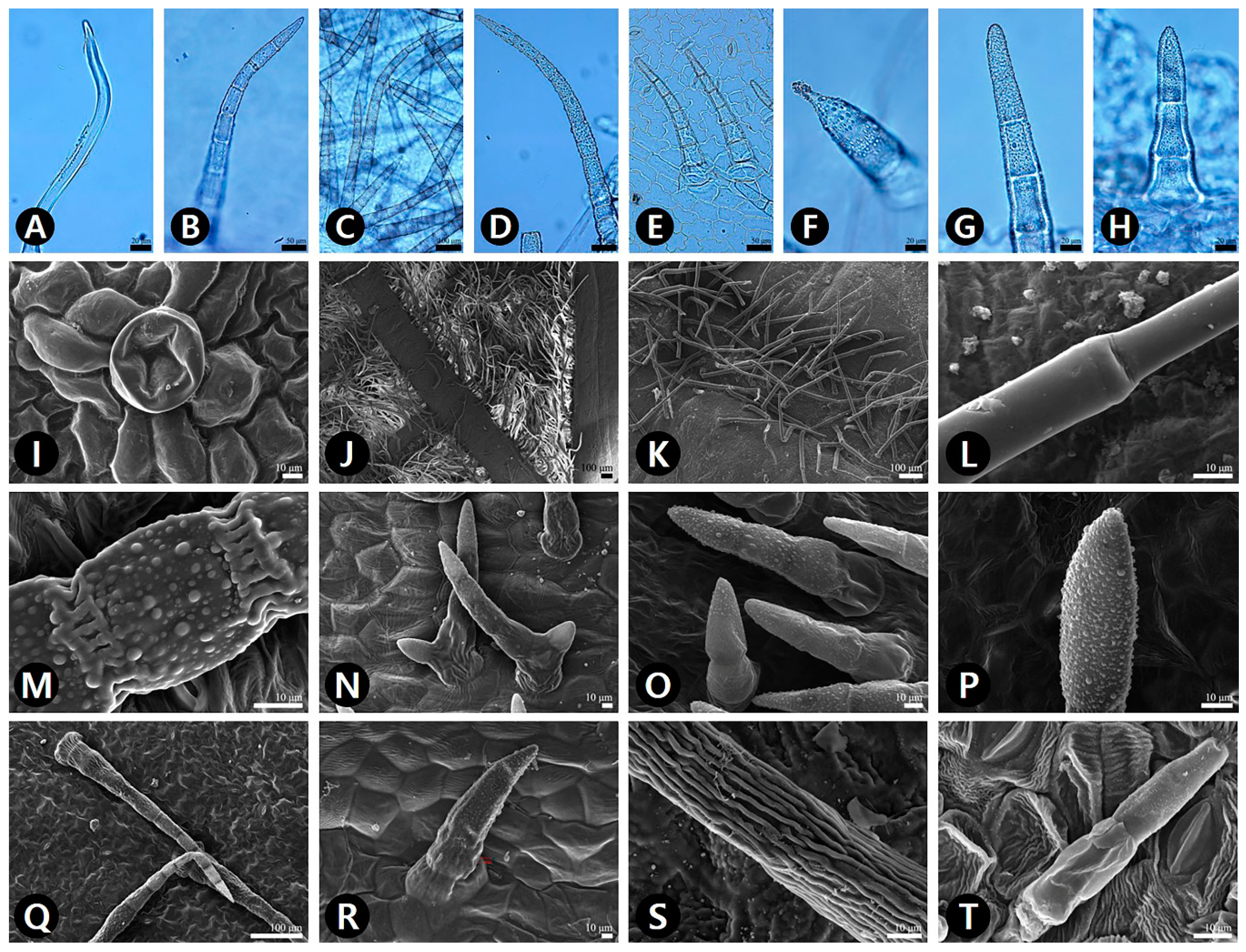 Plants 09 00566 g004