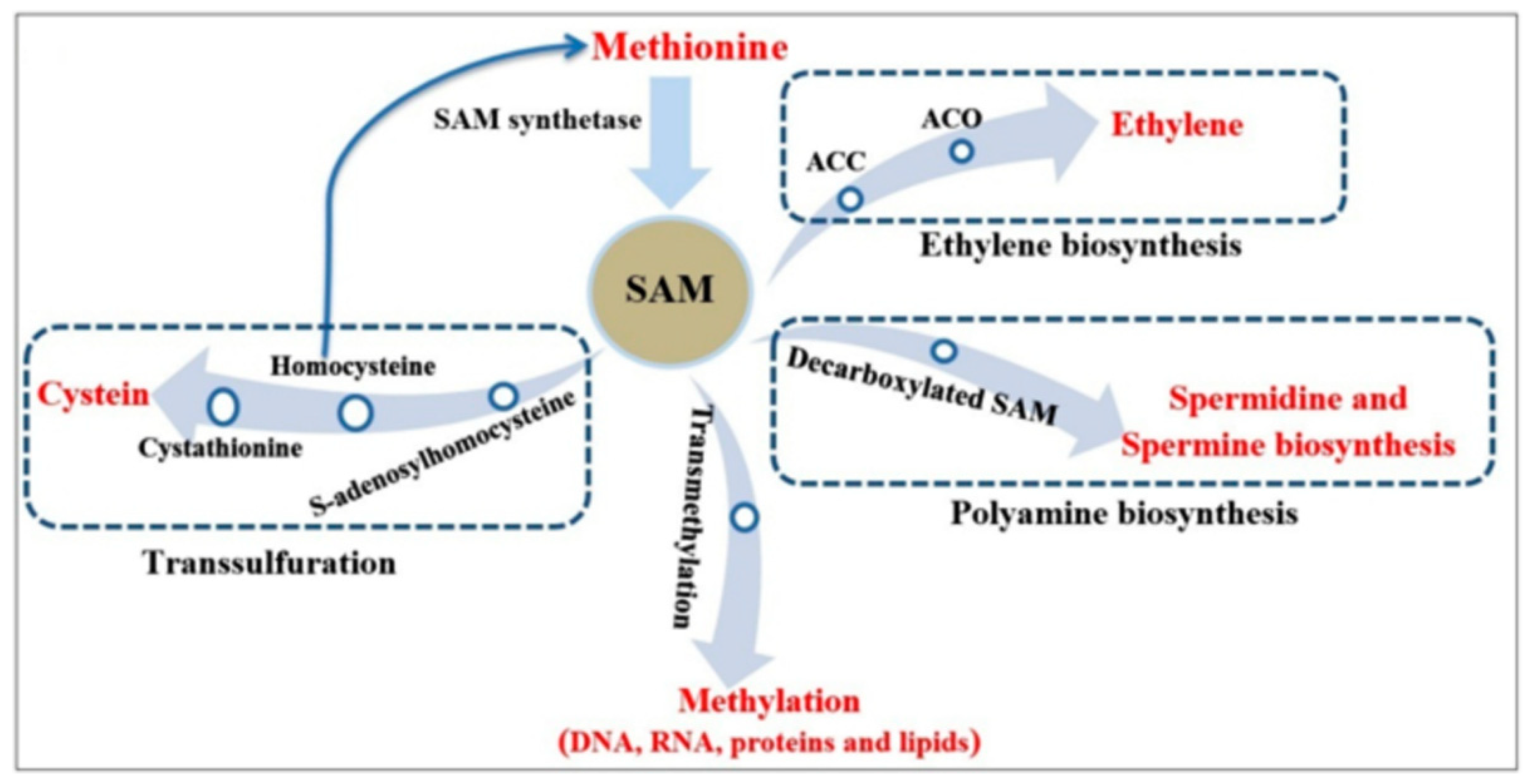 Plants 09 00586 g001