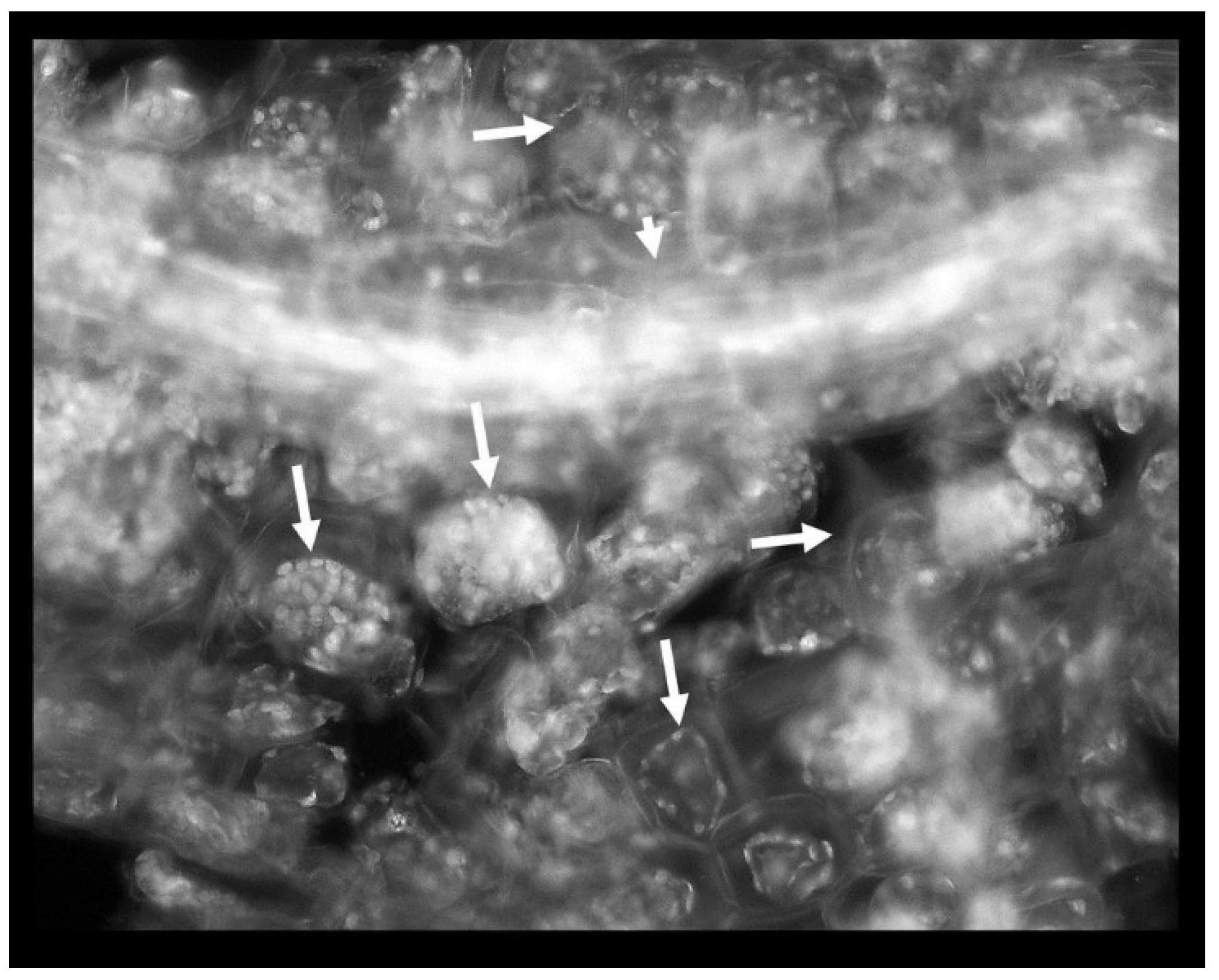 Plants 09 00599 g004