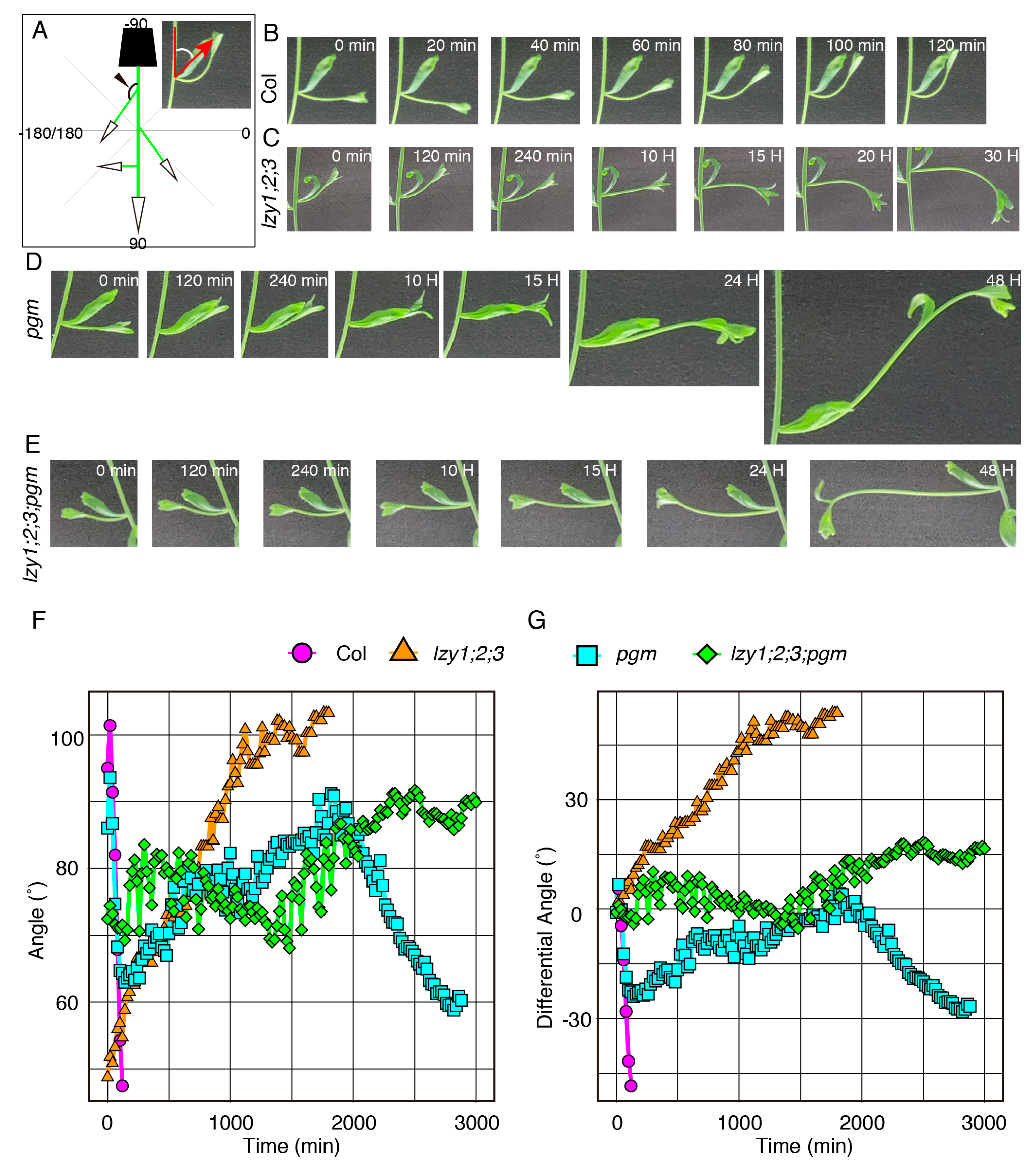 Plants 09 00615 g002