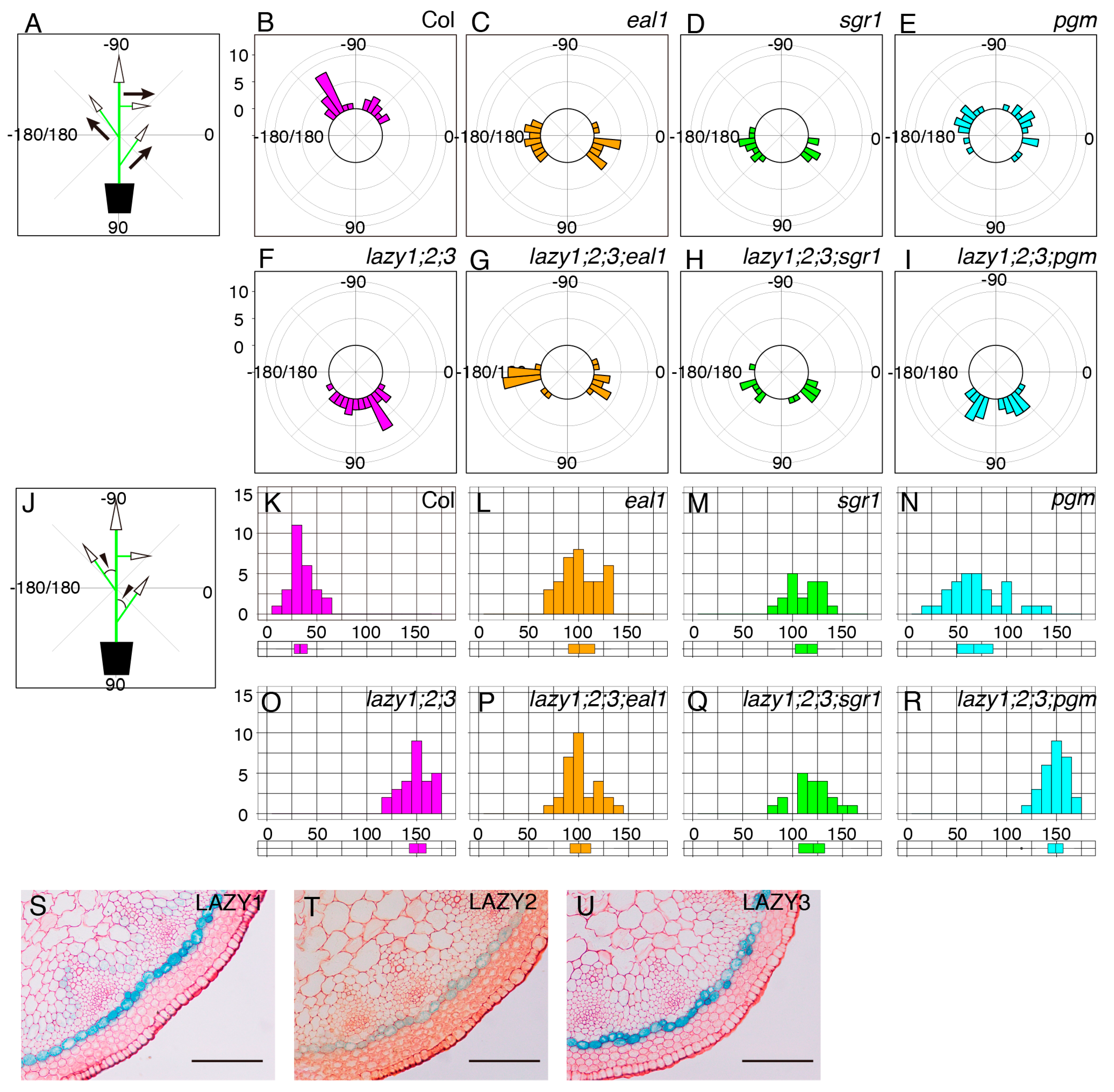 Plants 09 00615 g003