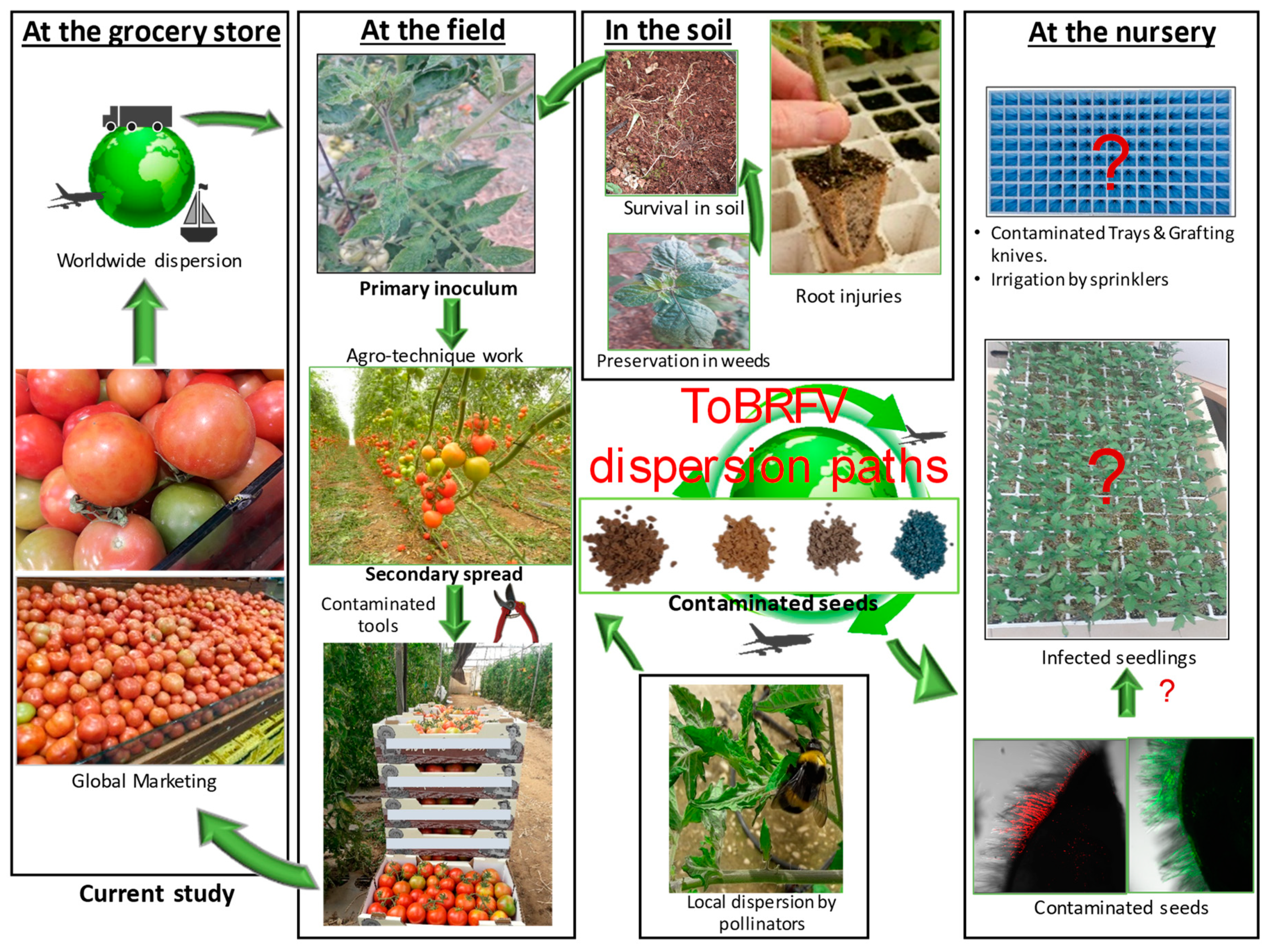 Plants 09 00623 g005