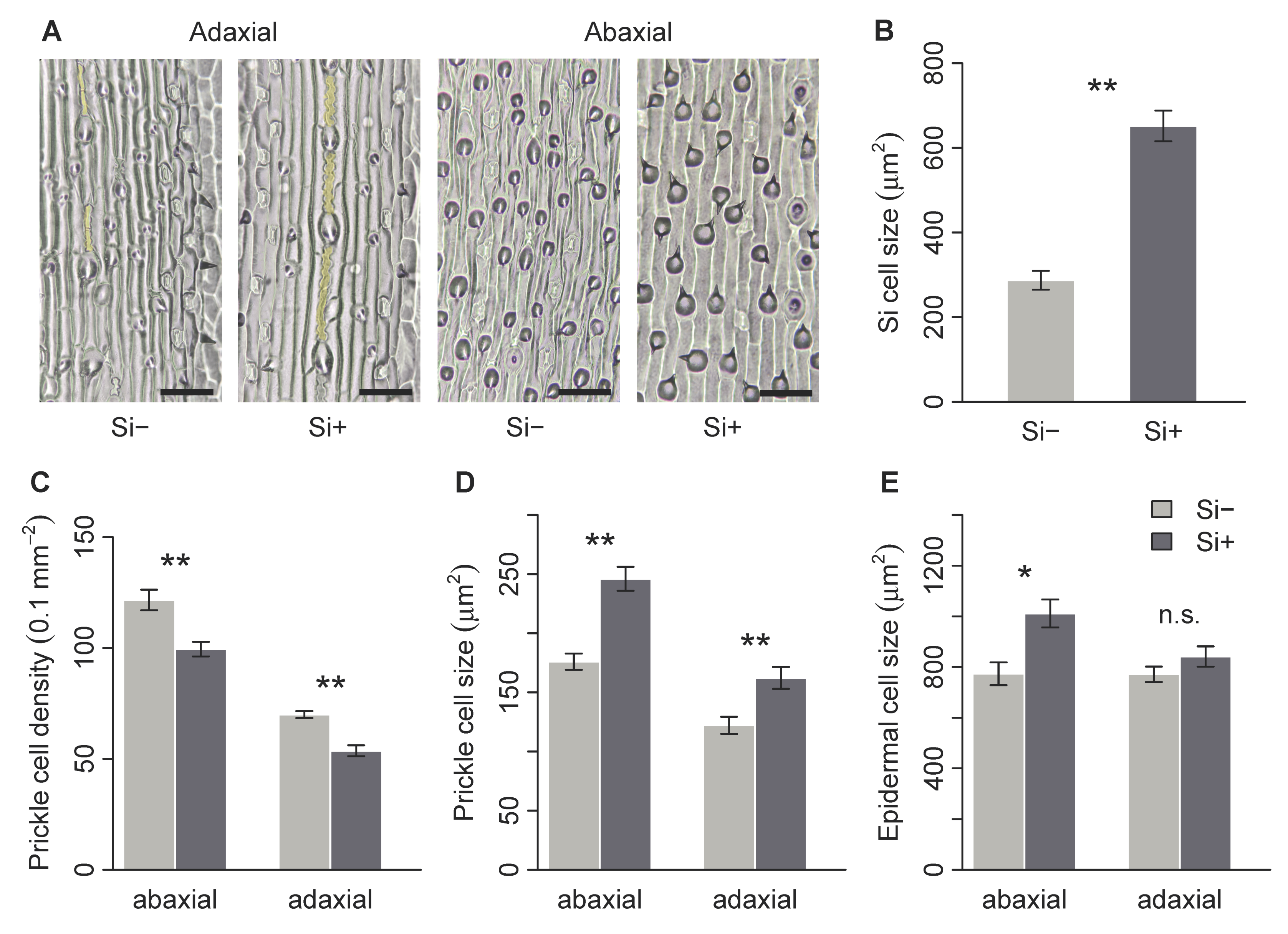 Plants 09 00643 g003