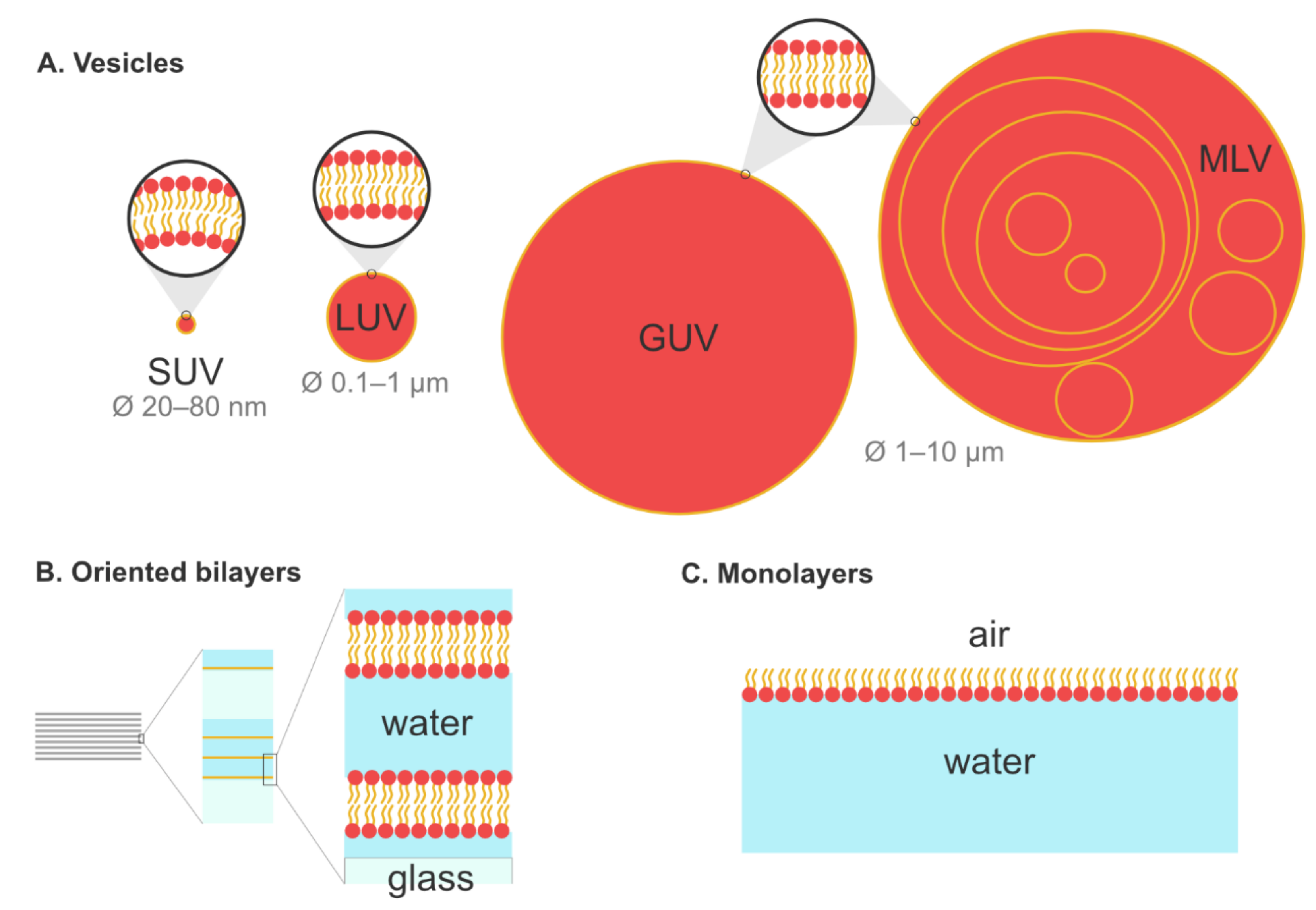 Plants 09 00648 g001
