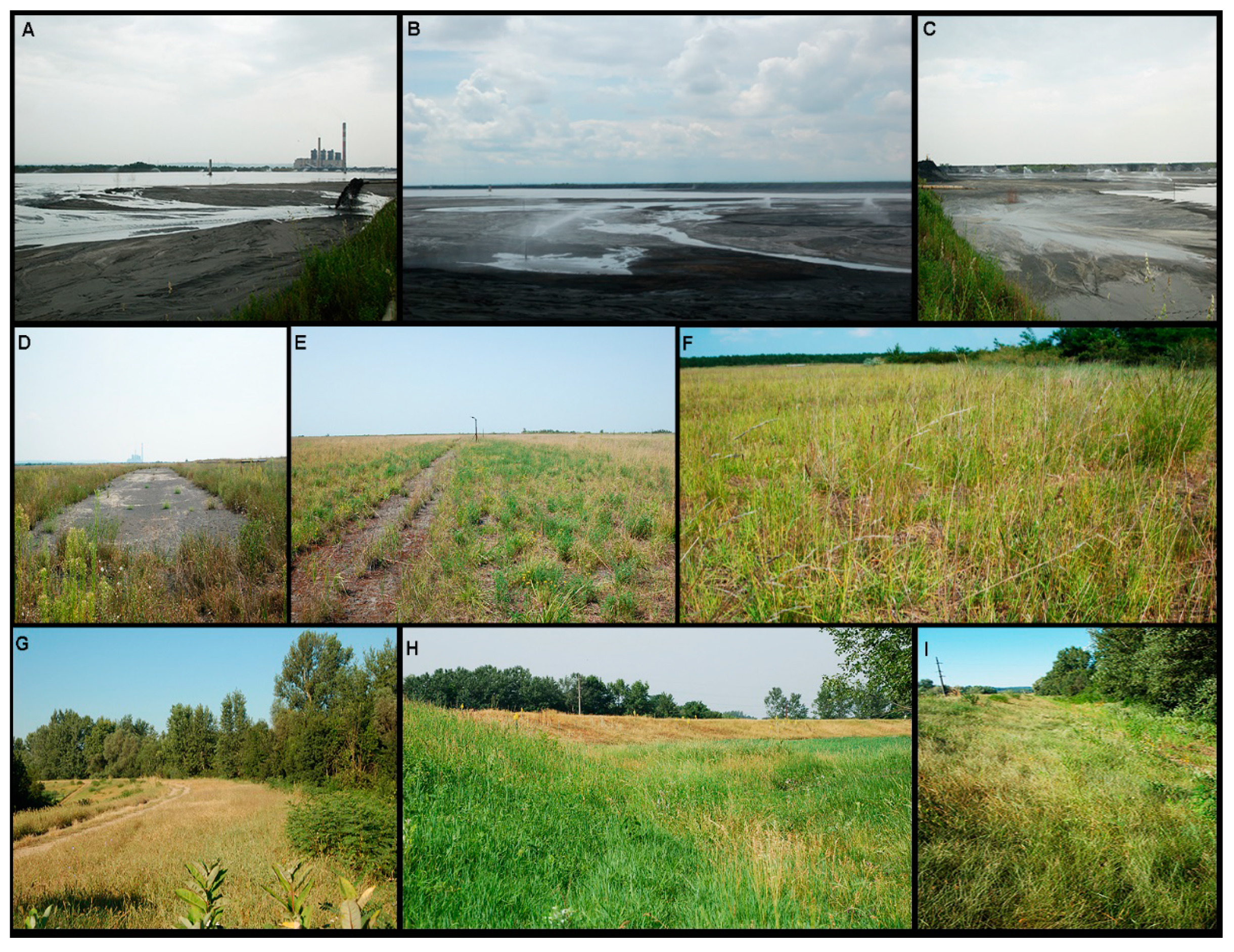 Plants 09 00657 g001