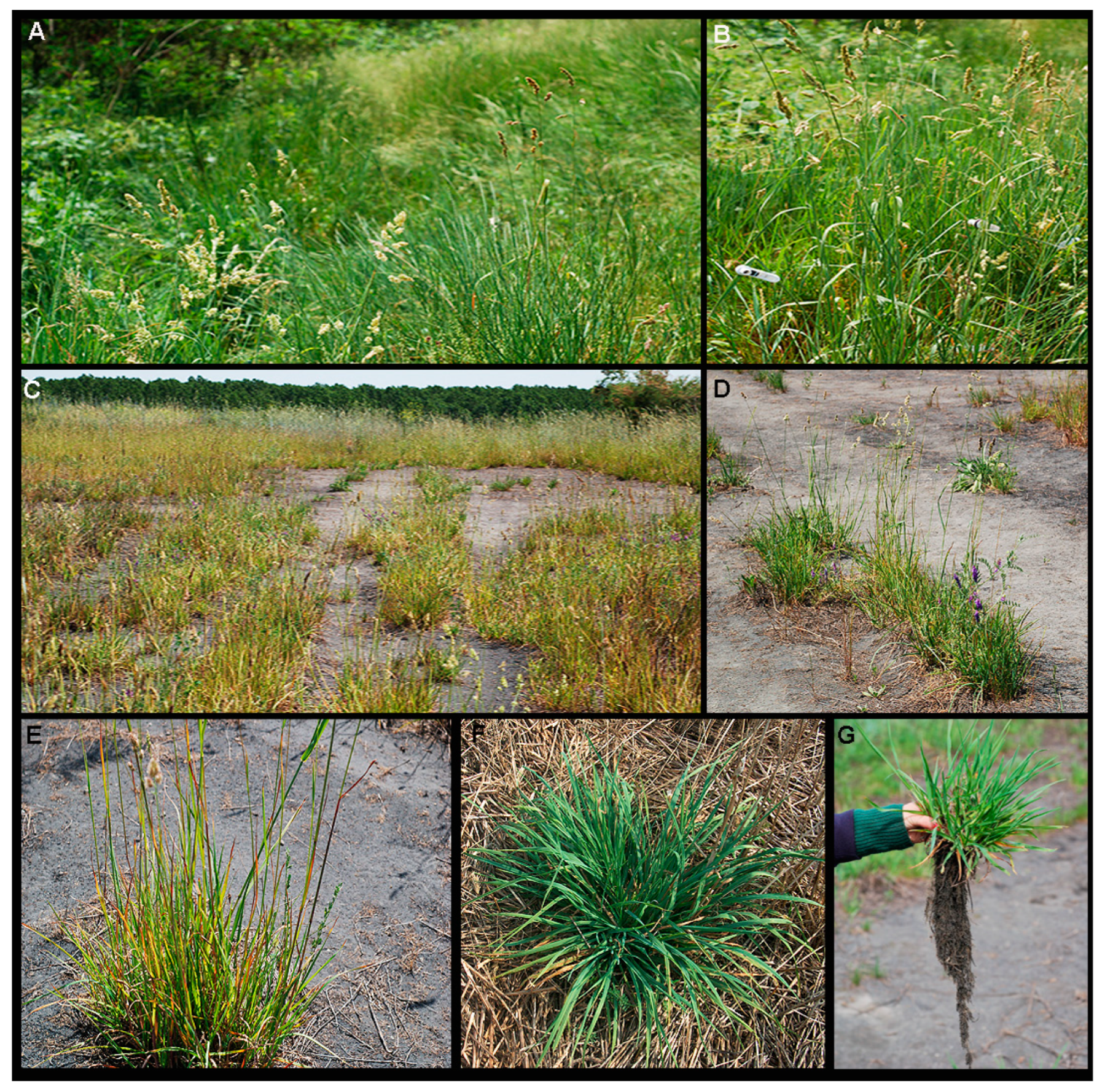 Plants 09 00657 g002