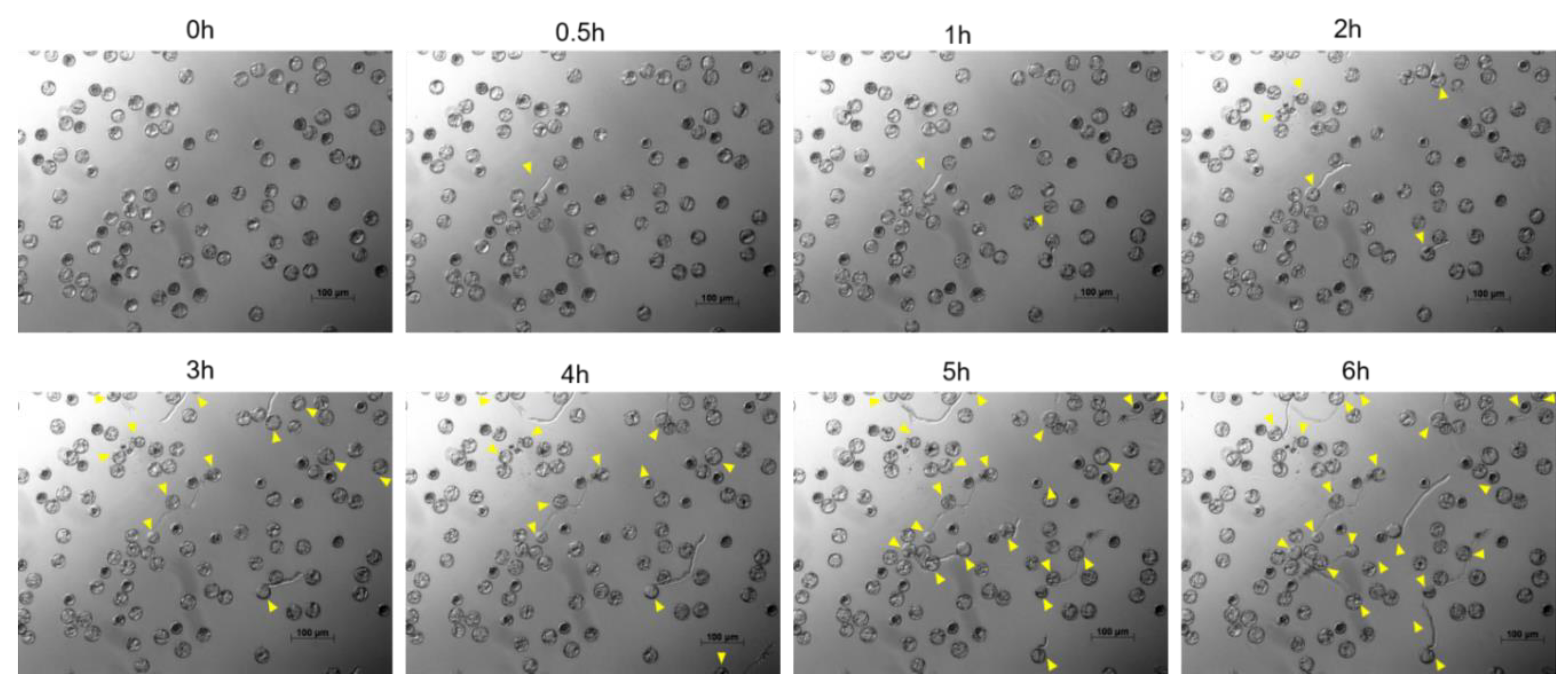 Plants 09 00665 g001 Plants 09 00665 g001