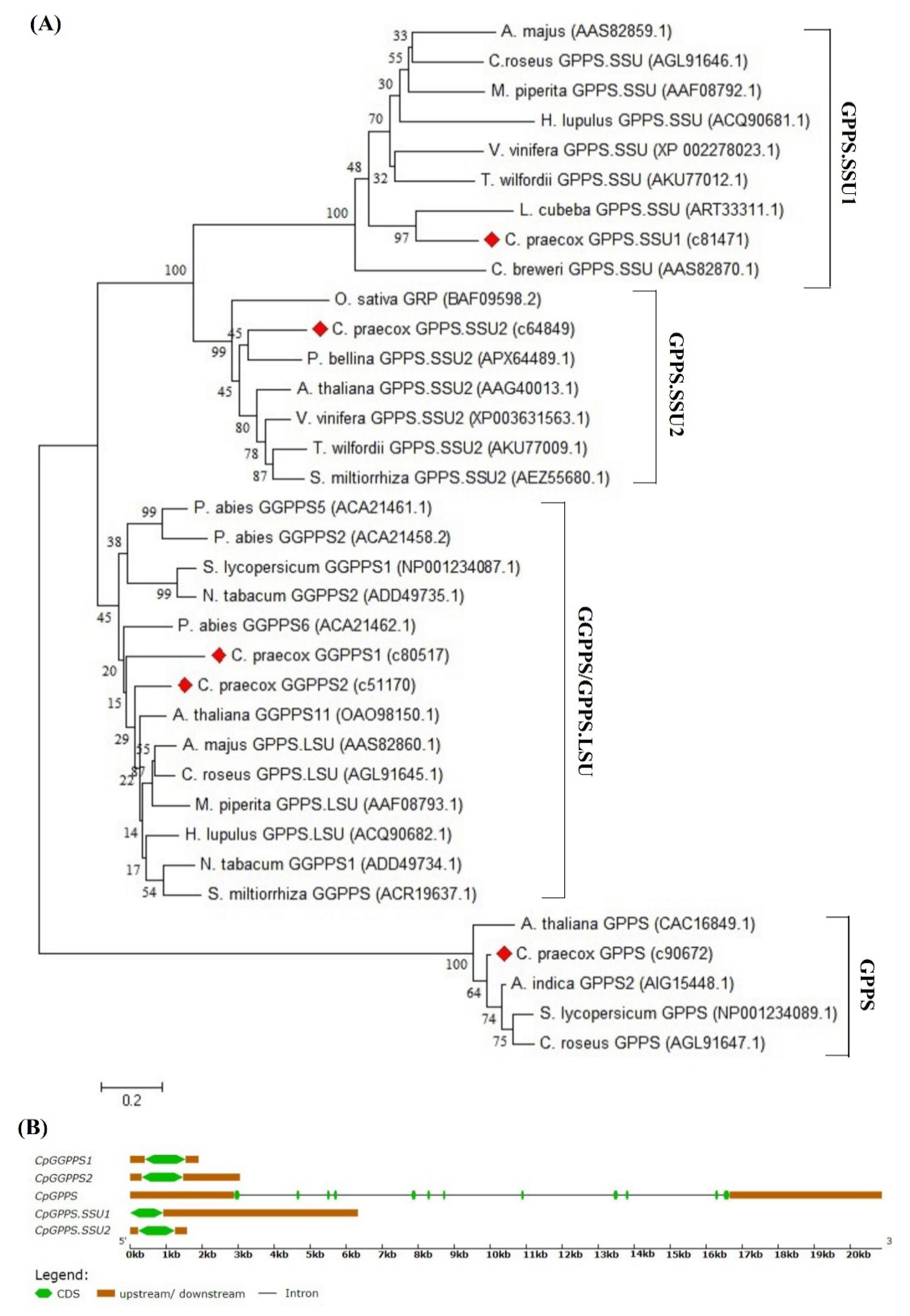 Plants 09 00666 g001