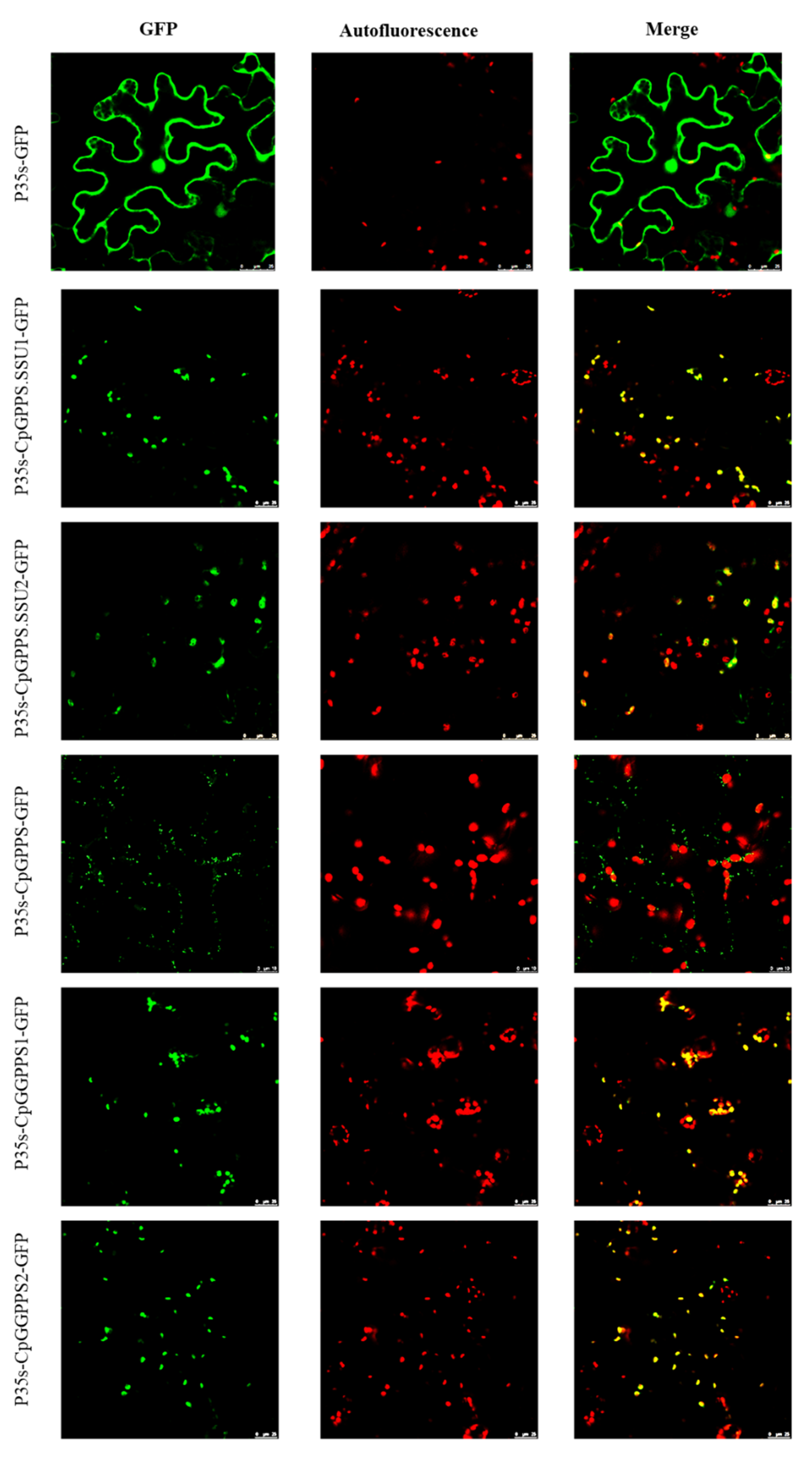 Plants 09 00666 g004