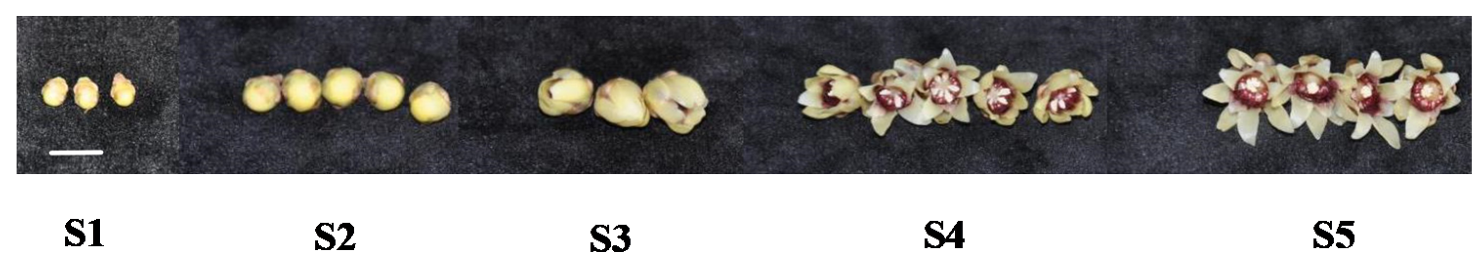 Plants 09 00666 g006