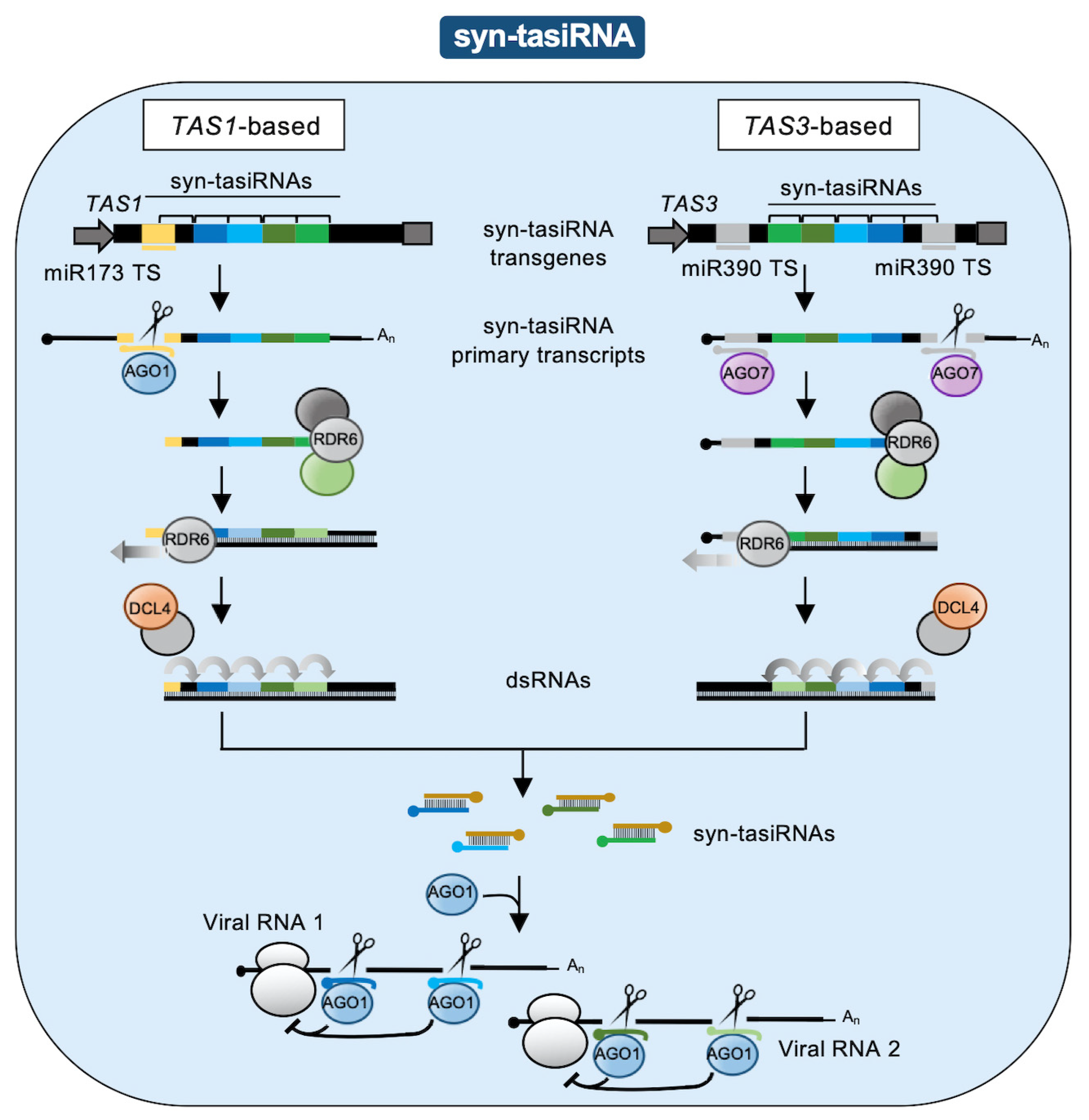 Plants 09 00669 g002