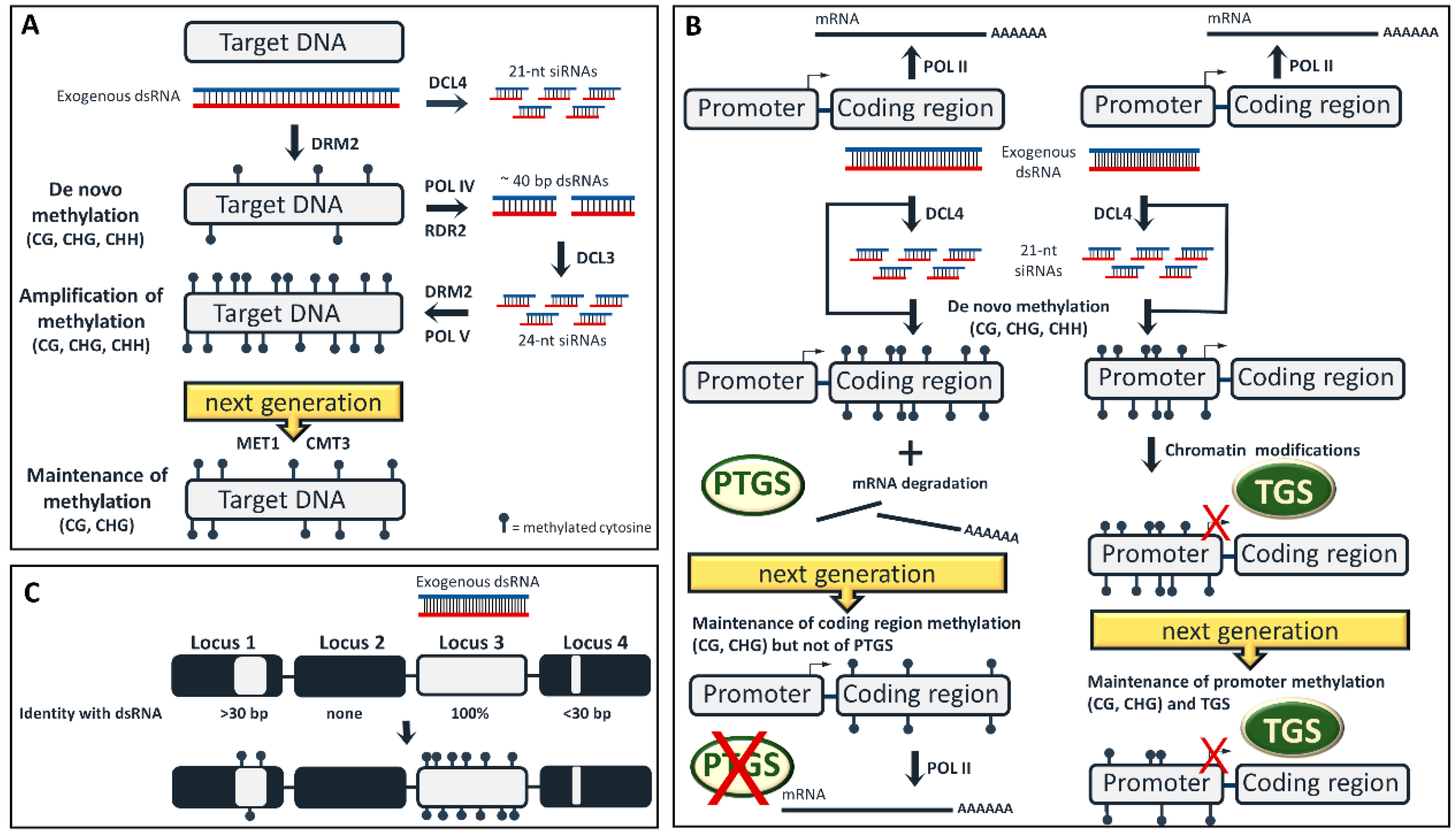 Plants 09 00673 g001