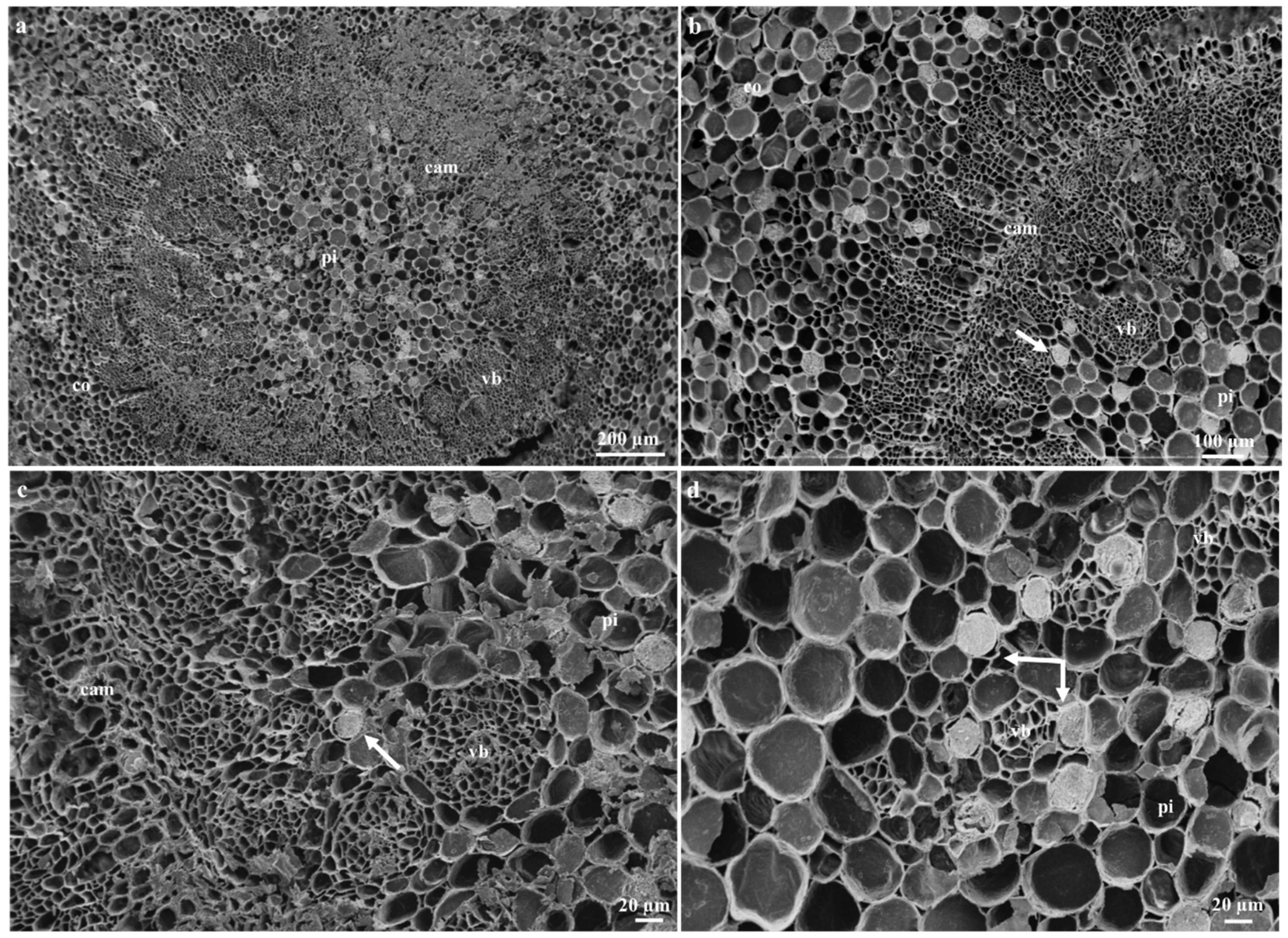 Plants 09 00686 g006