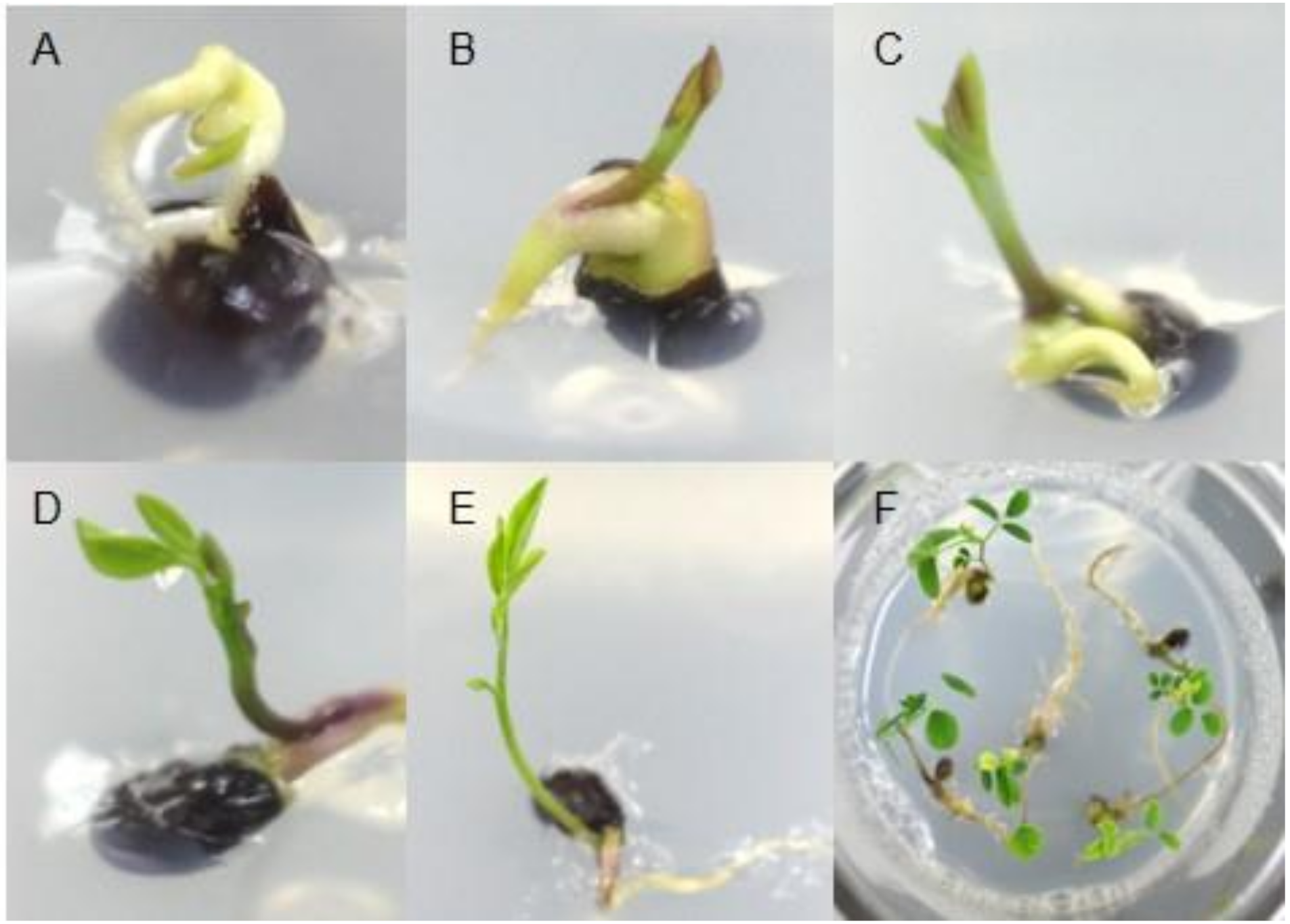 Plants 09 00688 g001