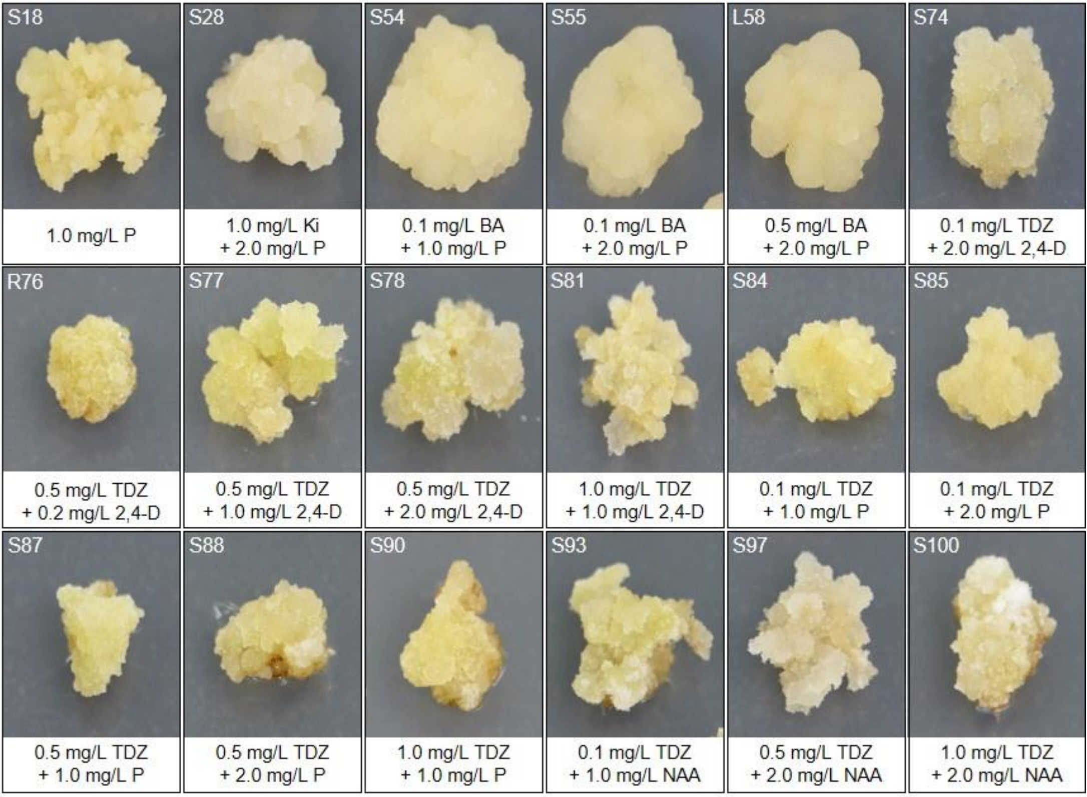 Plants 09 00688 g002