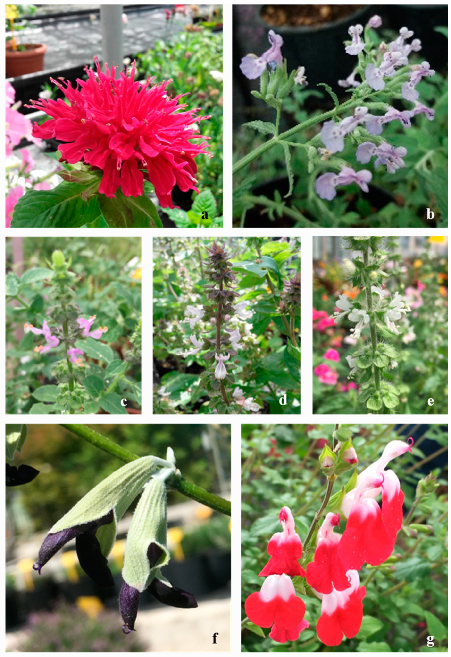 Plants 09 00691 g001