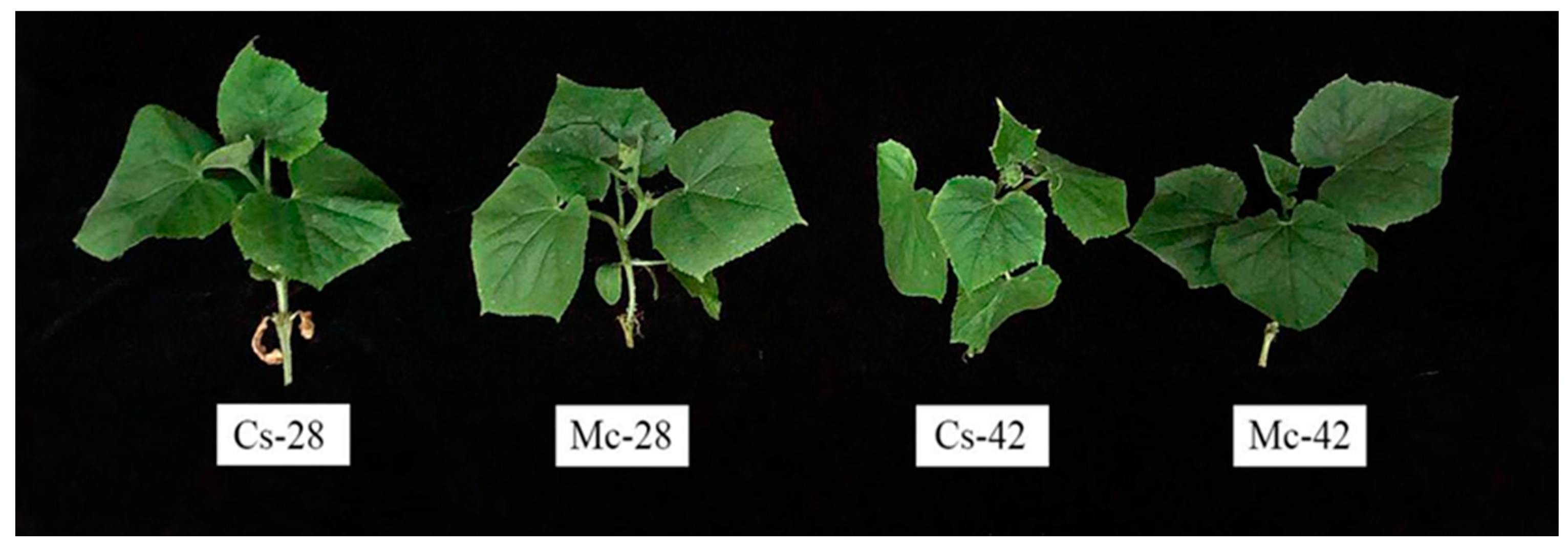 Plants 09 00692 g001