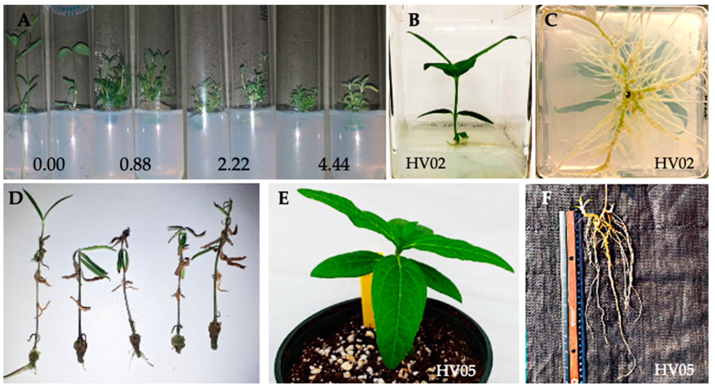 Plants 09 00712 g002