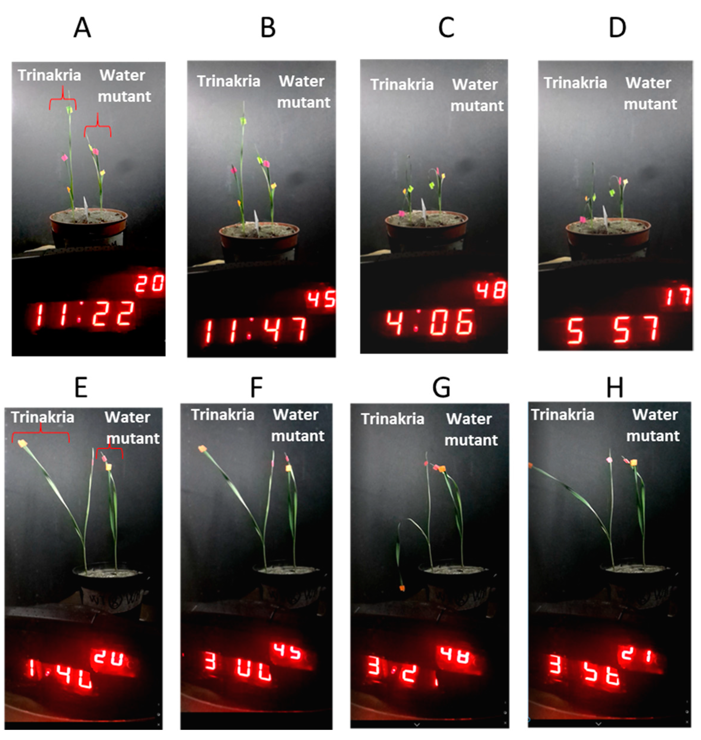 Plants 09 00718 g002
