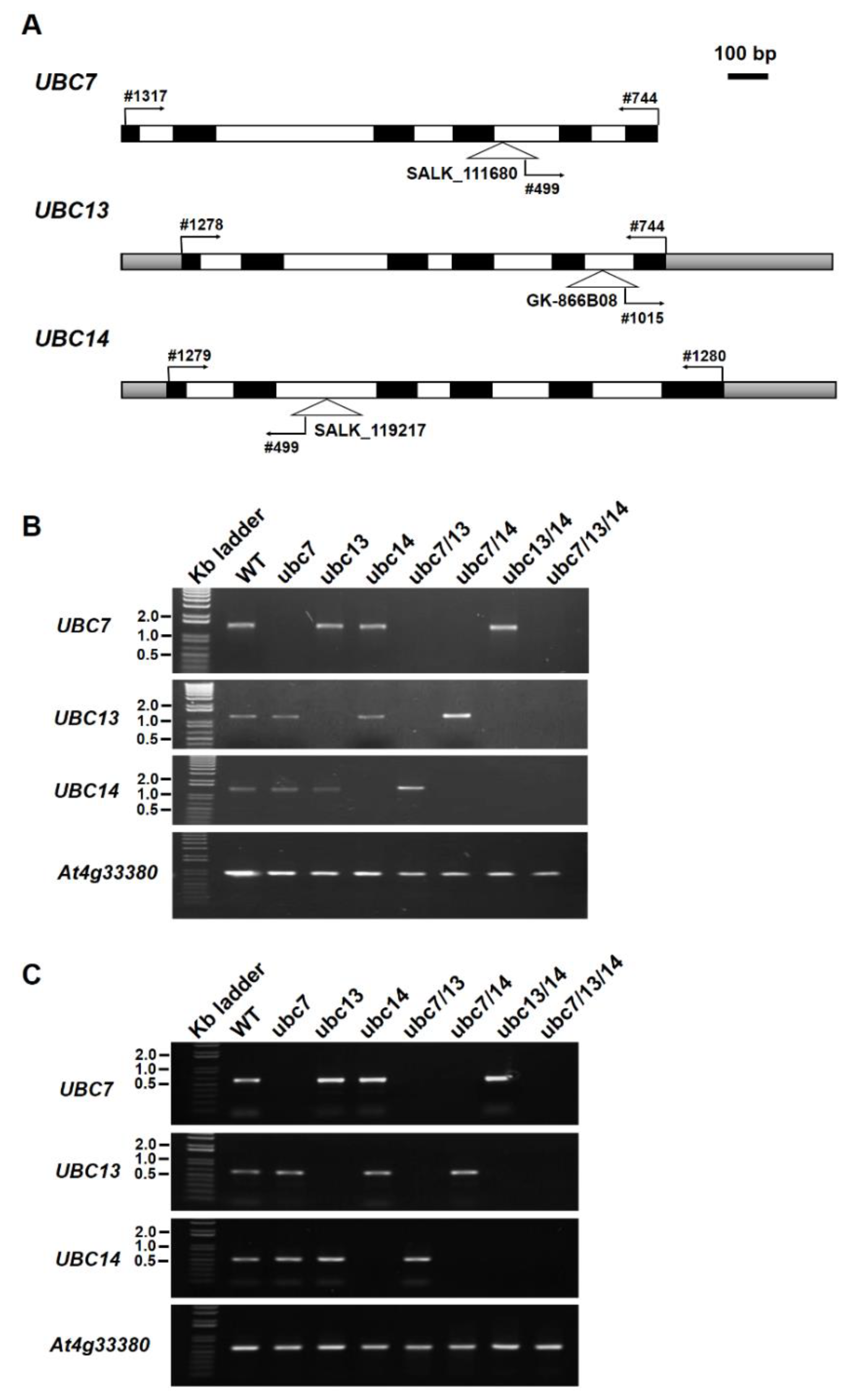 Plants 09 00723 g001