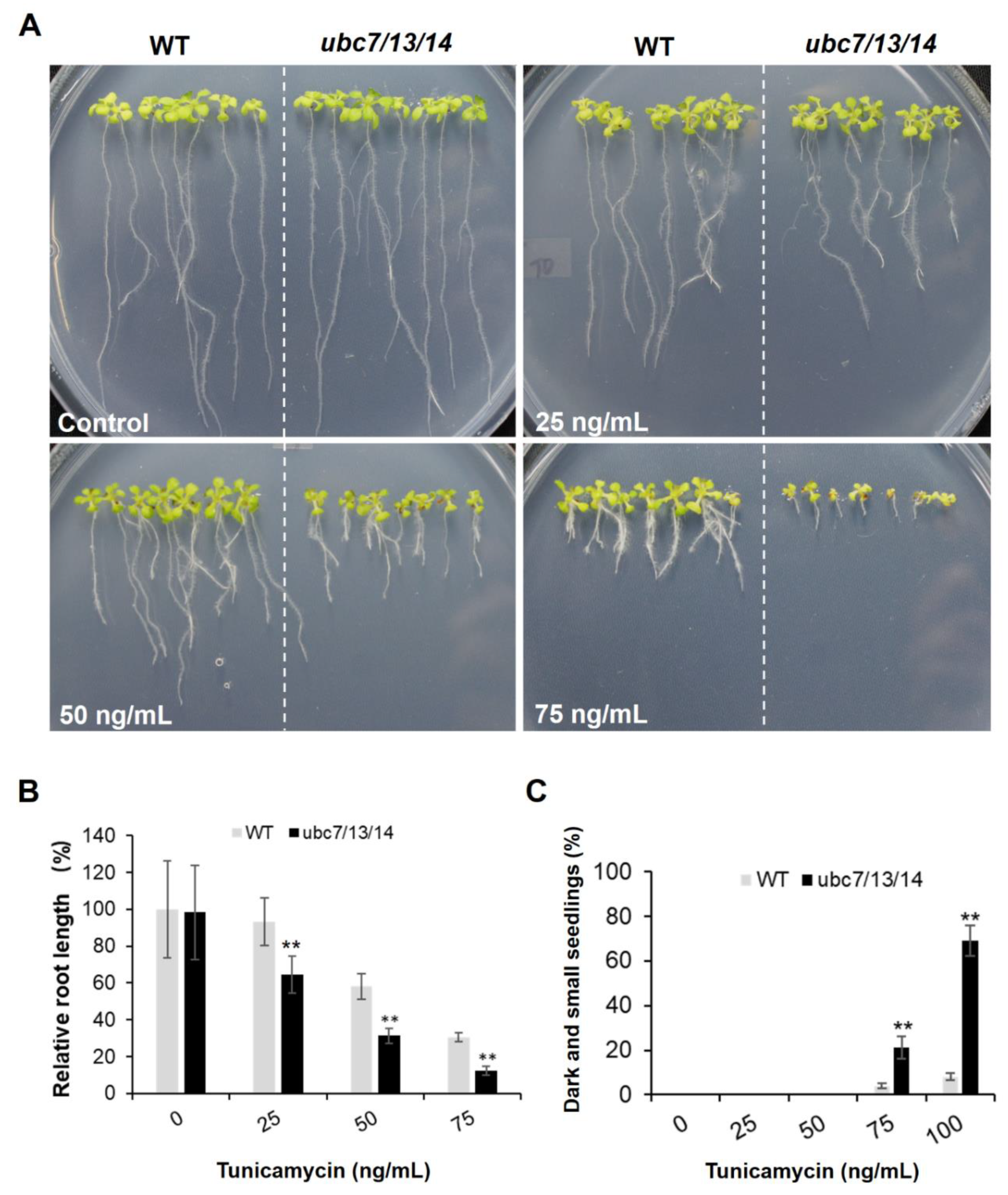 Plants 09 00723 g007