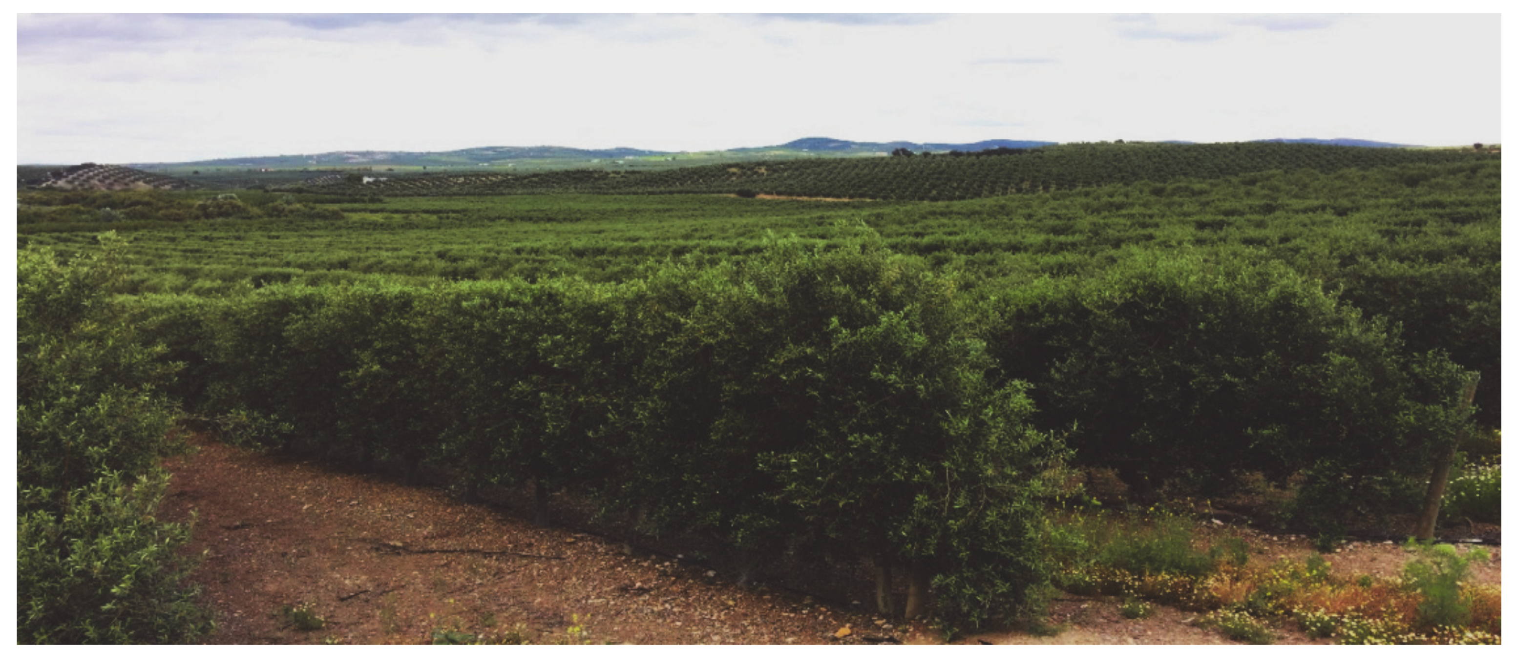 Plants 09 00735 g001