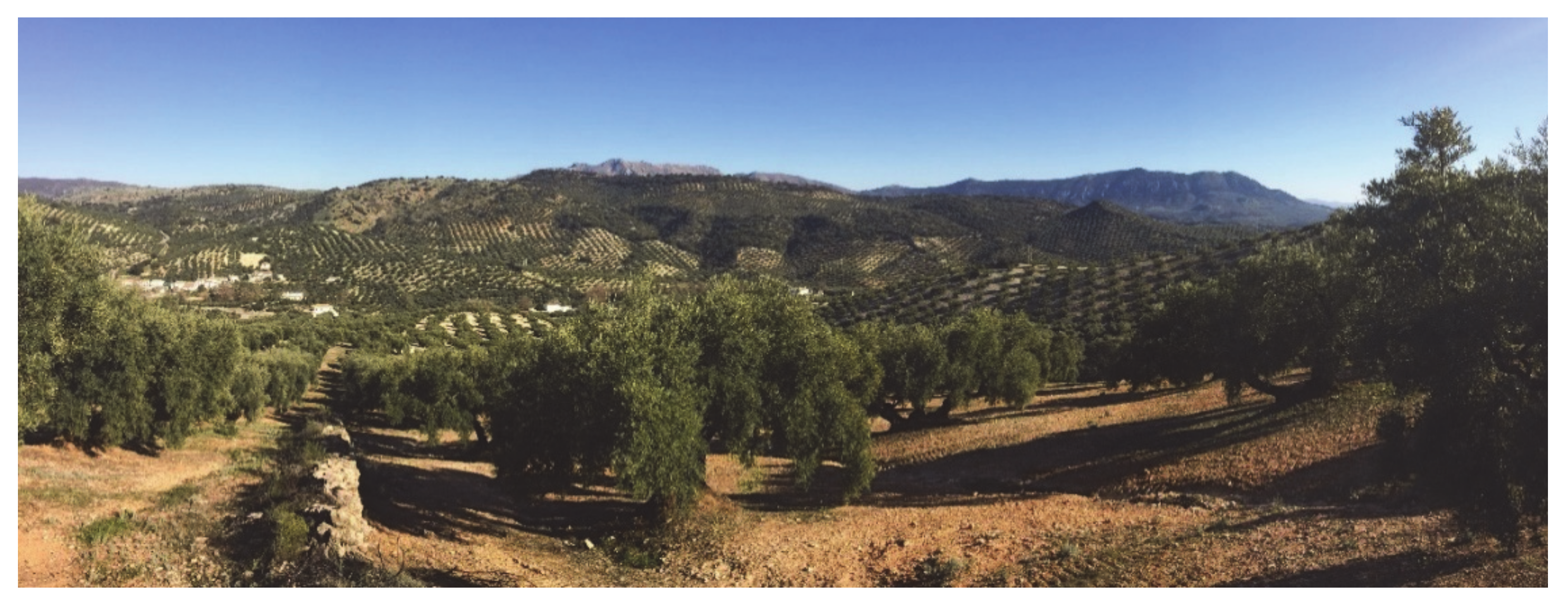 Plants 09 00735 g003