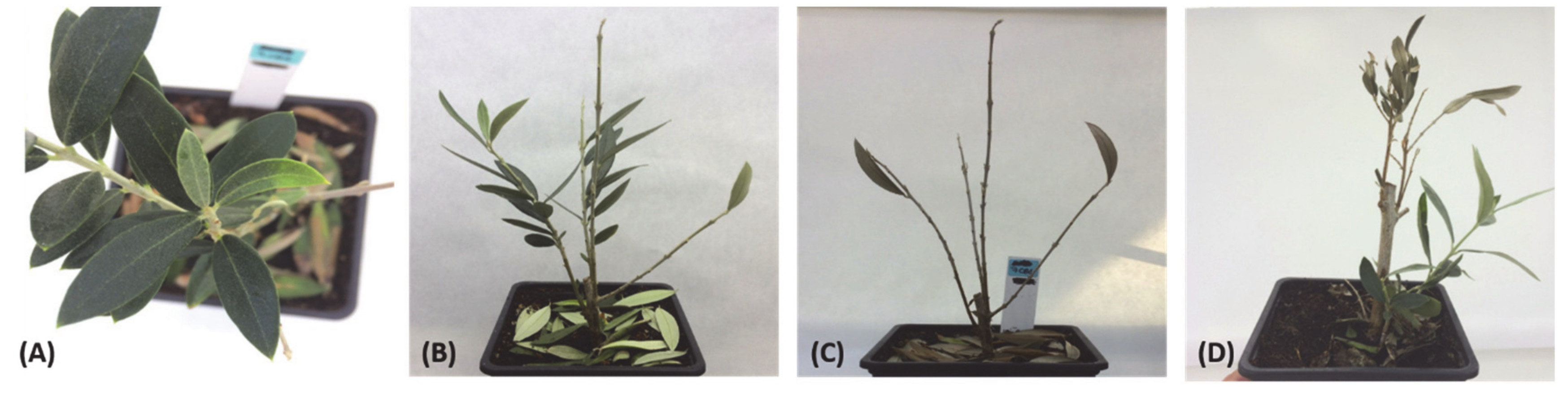 Plants 09 00735 g004