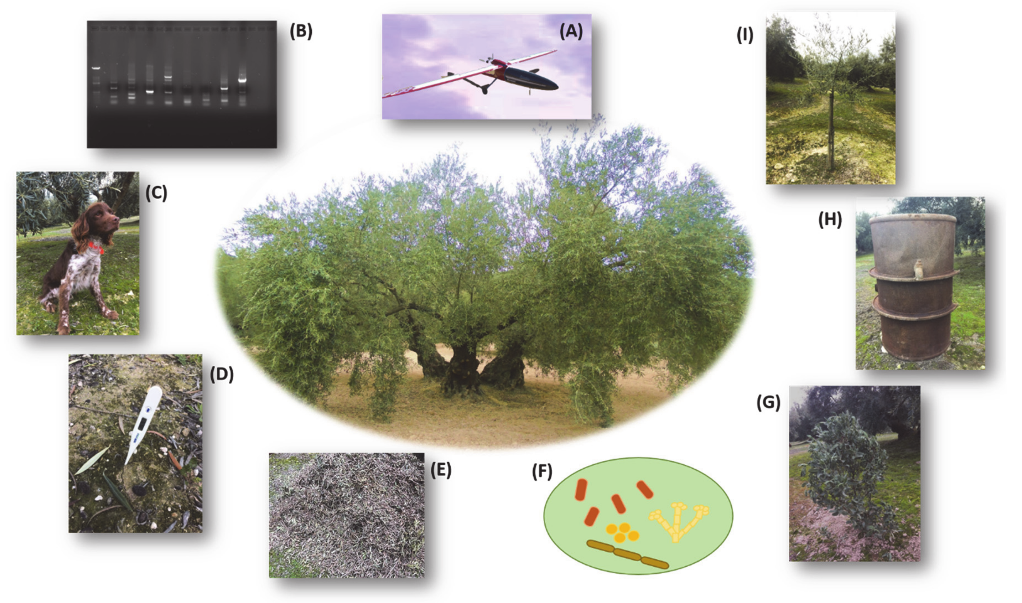 Plants 09 00735 g005