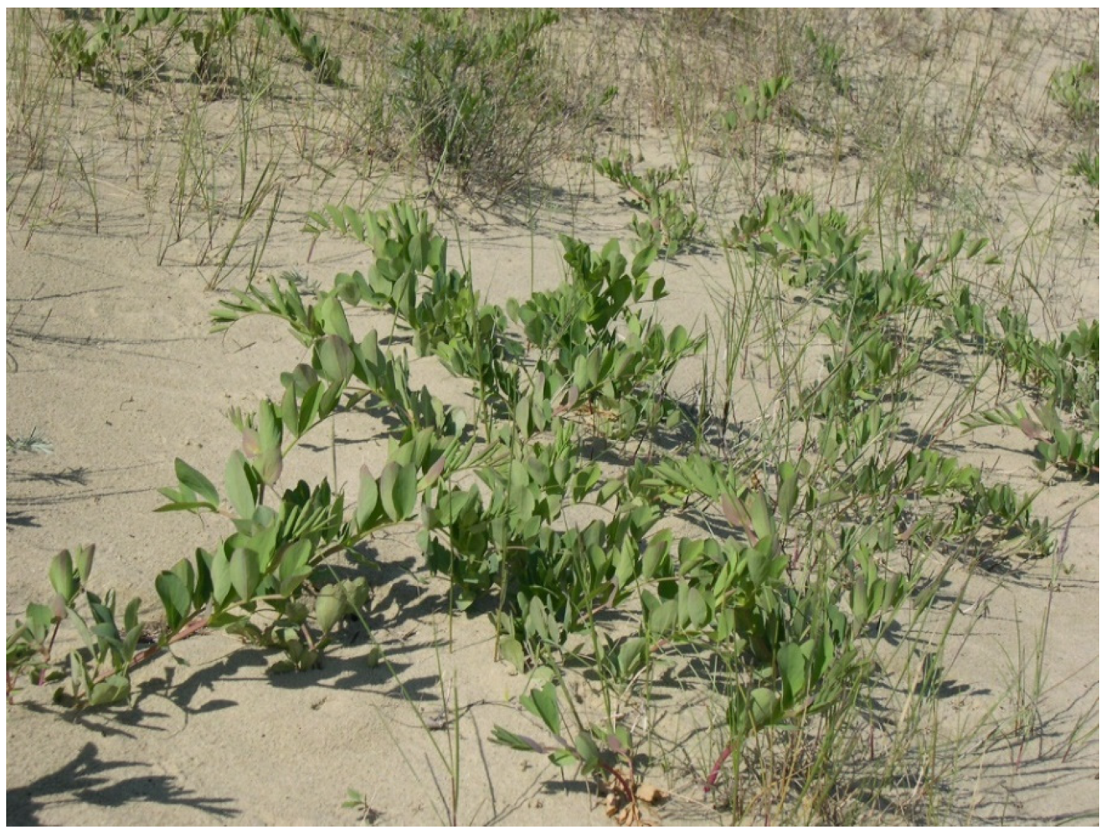 Plants 09 00746 g009 Plants 09 00746 g009