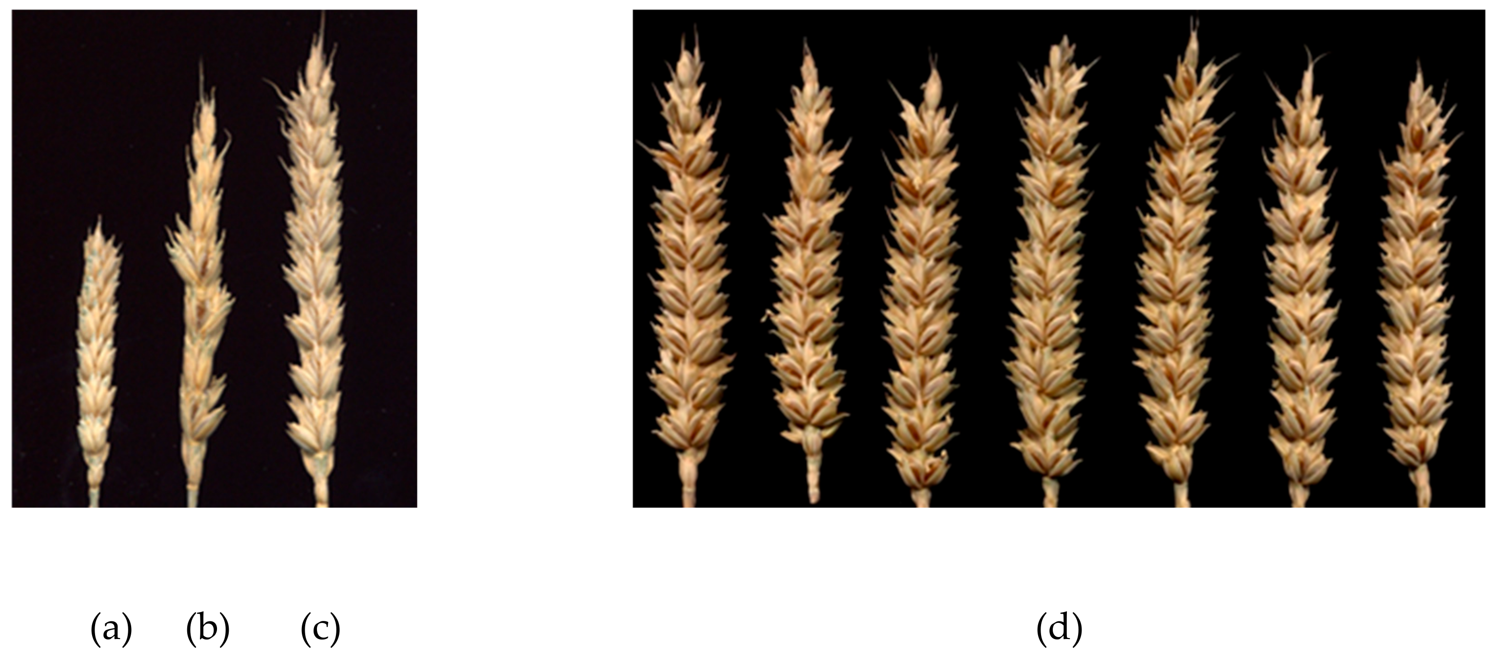 Plants 09 00764 g002