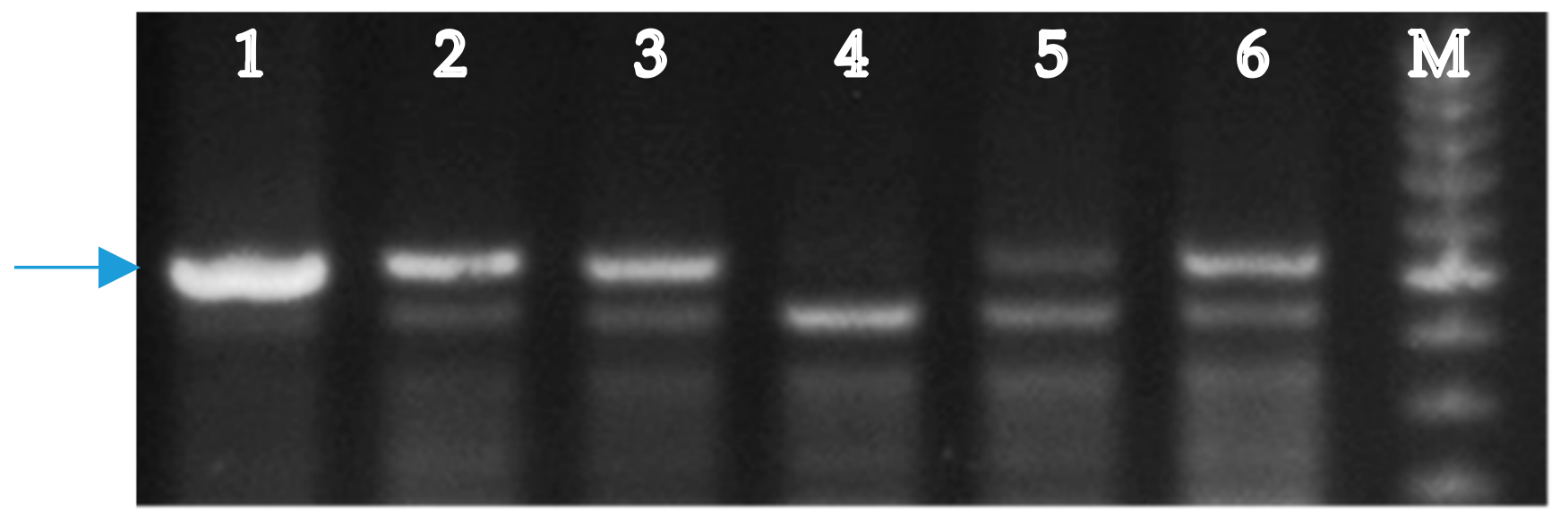 Plants 09 00764 g004