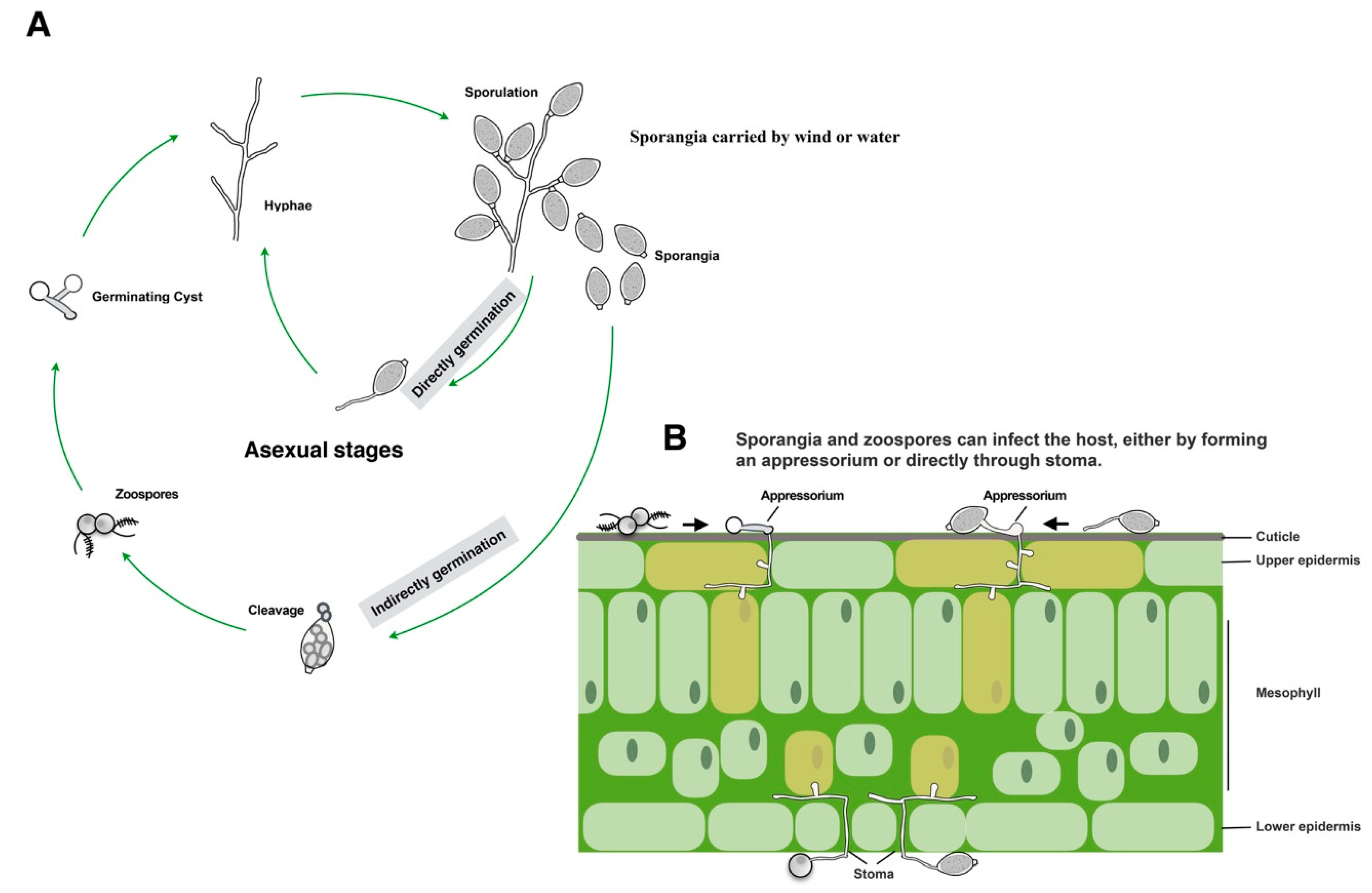 Plants 09 00769 g001 Plants 09 00769 g001