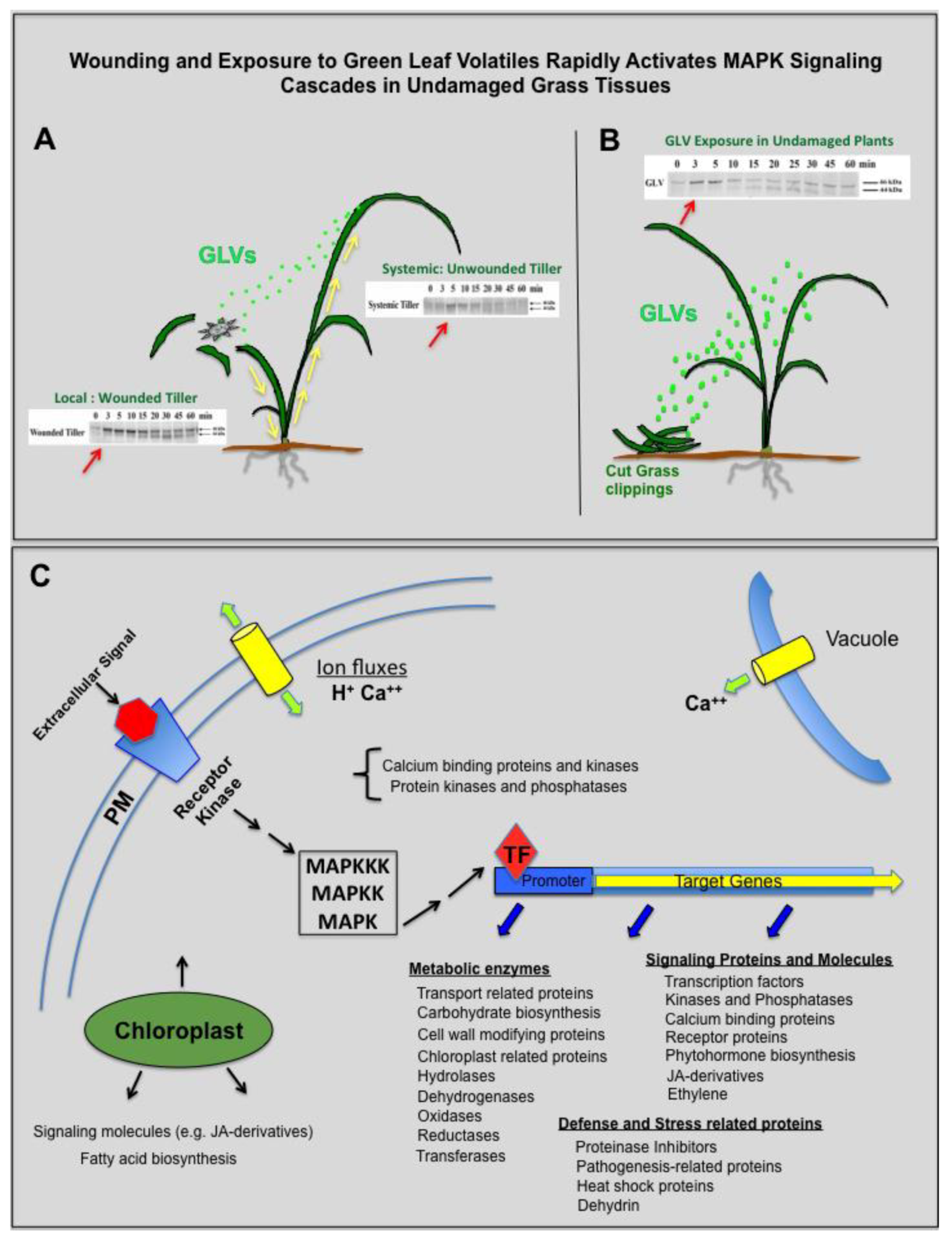 Plants 09 00780 g006