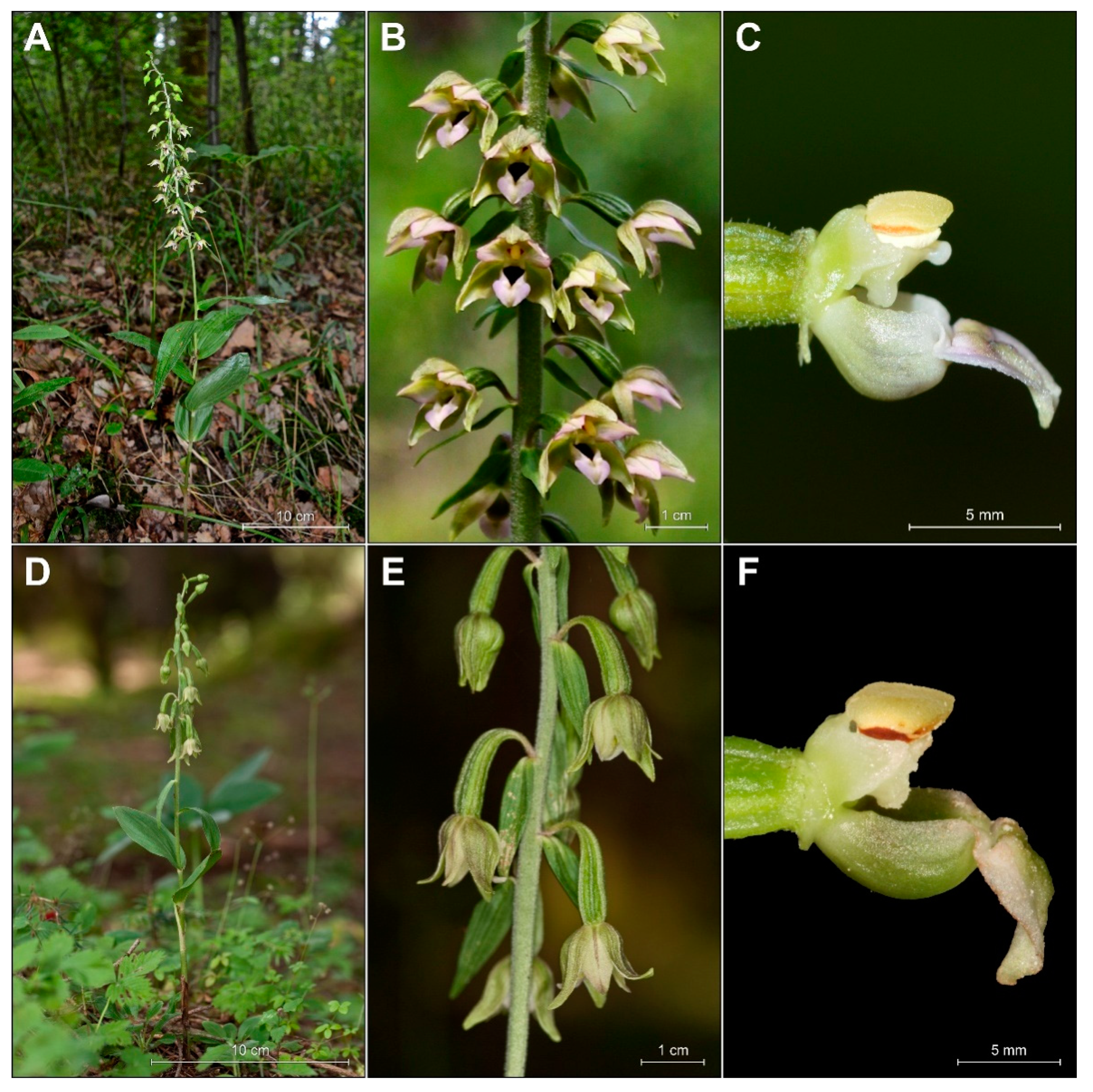 Plants 09 00783 g004