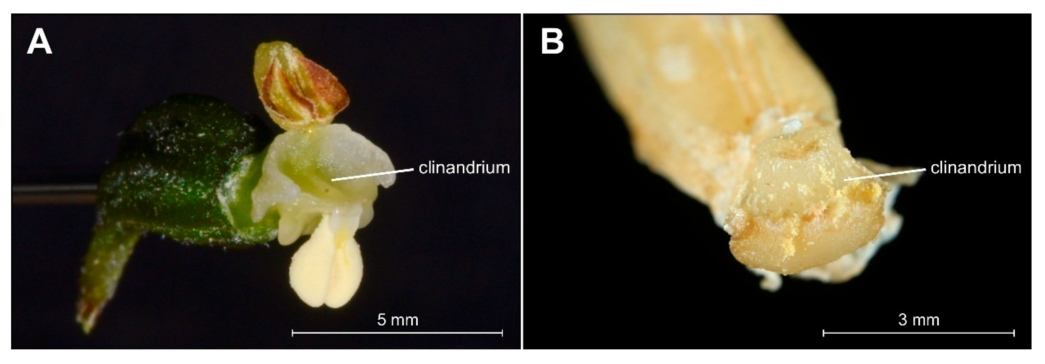 Plants 09 00783 g006